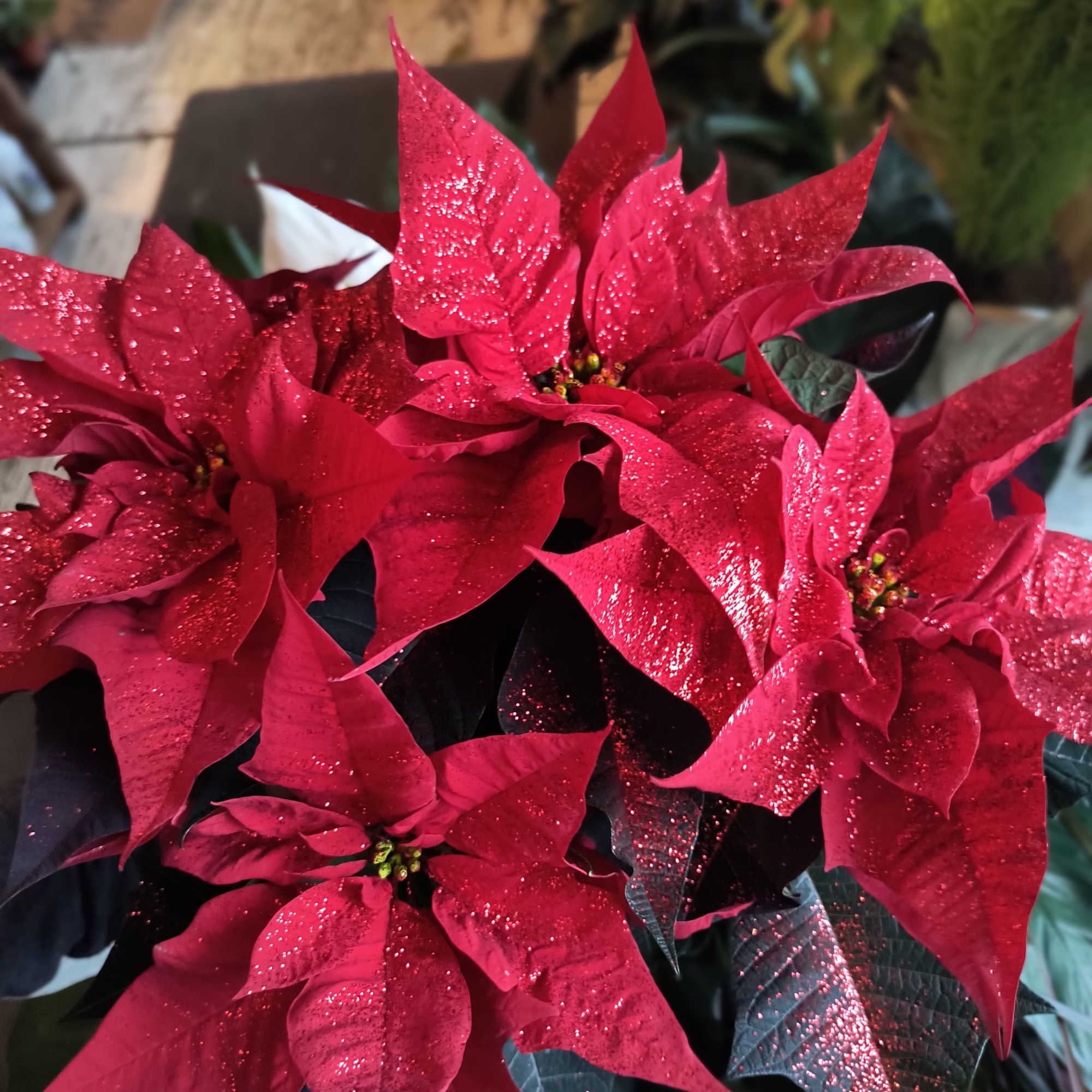 The red poinsettia has been a holiday favorite for generations&hellip;and for a