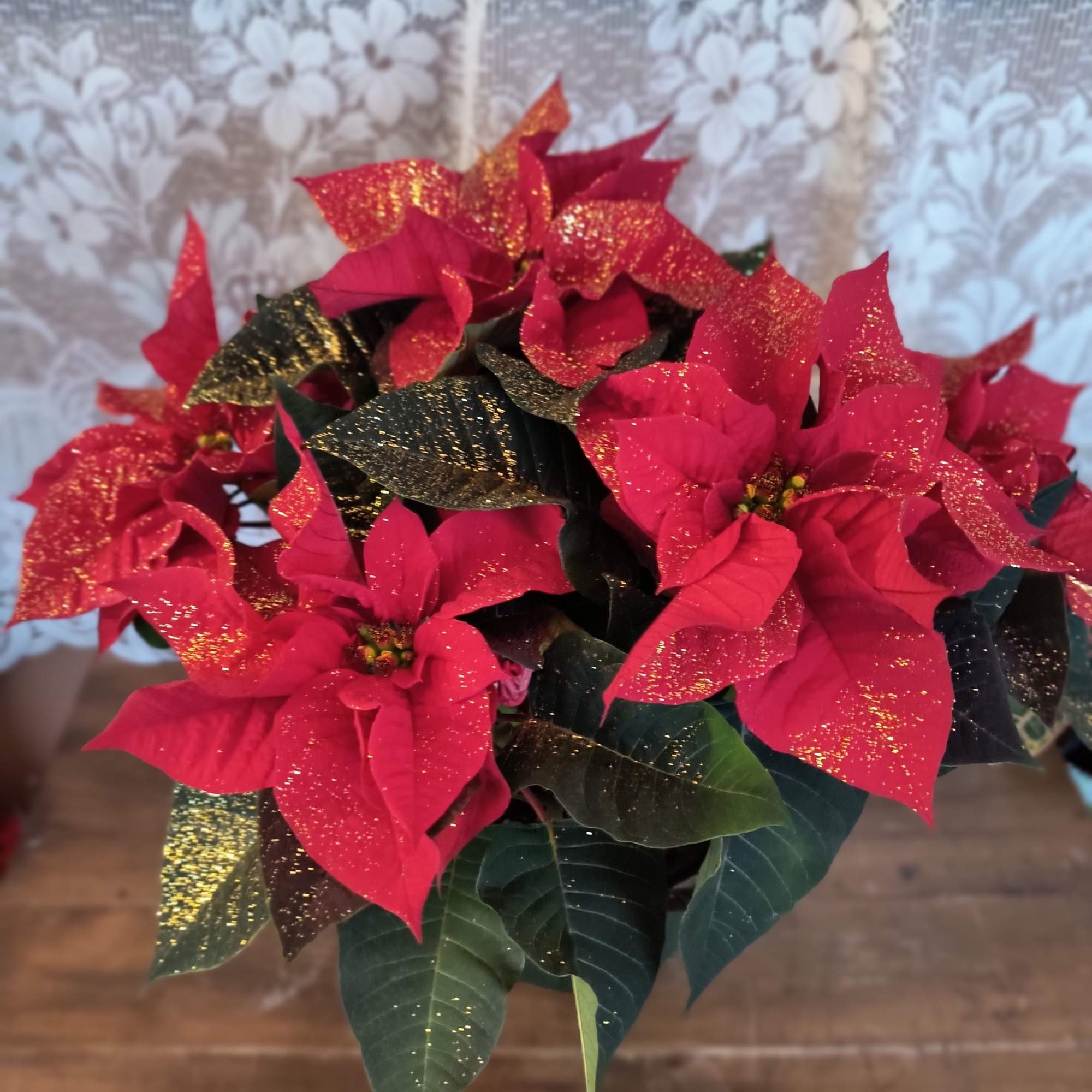 The red poinsettia has been a holiday favorite for generations&hellip;and for a