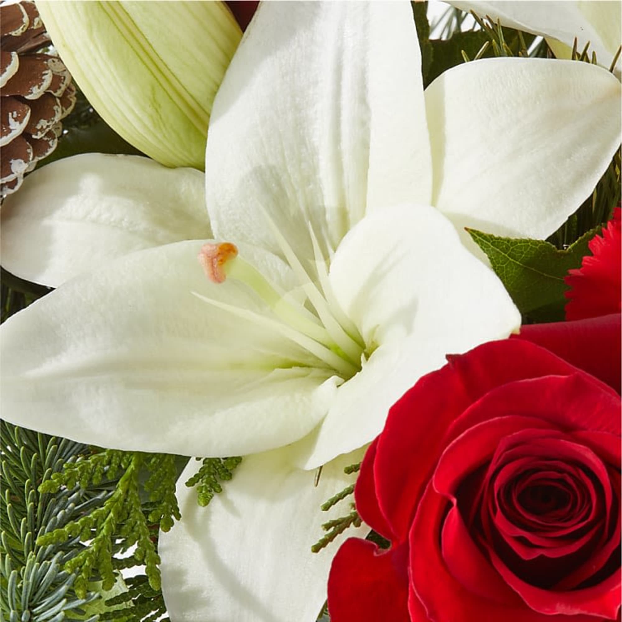 Infuse your holiday season with radiant cheer and vibrant blooms, designed to