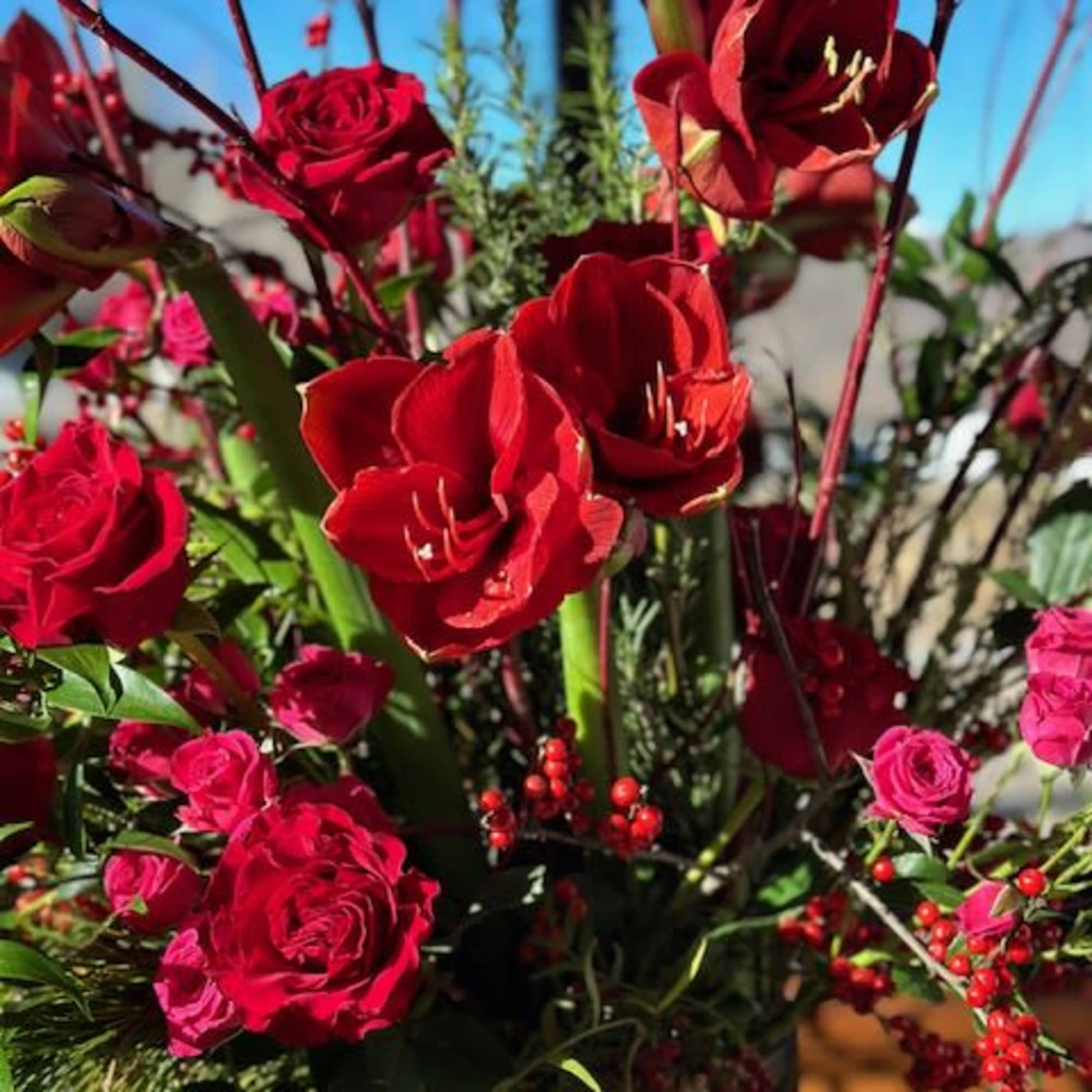 Festive amaryllis plant with winter greens, berries and pinecones. 