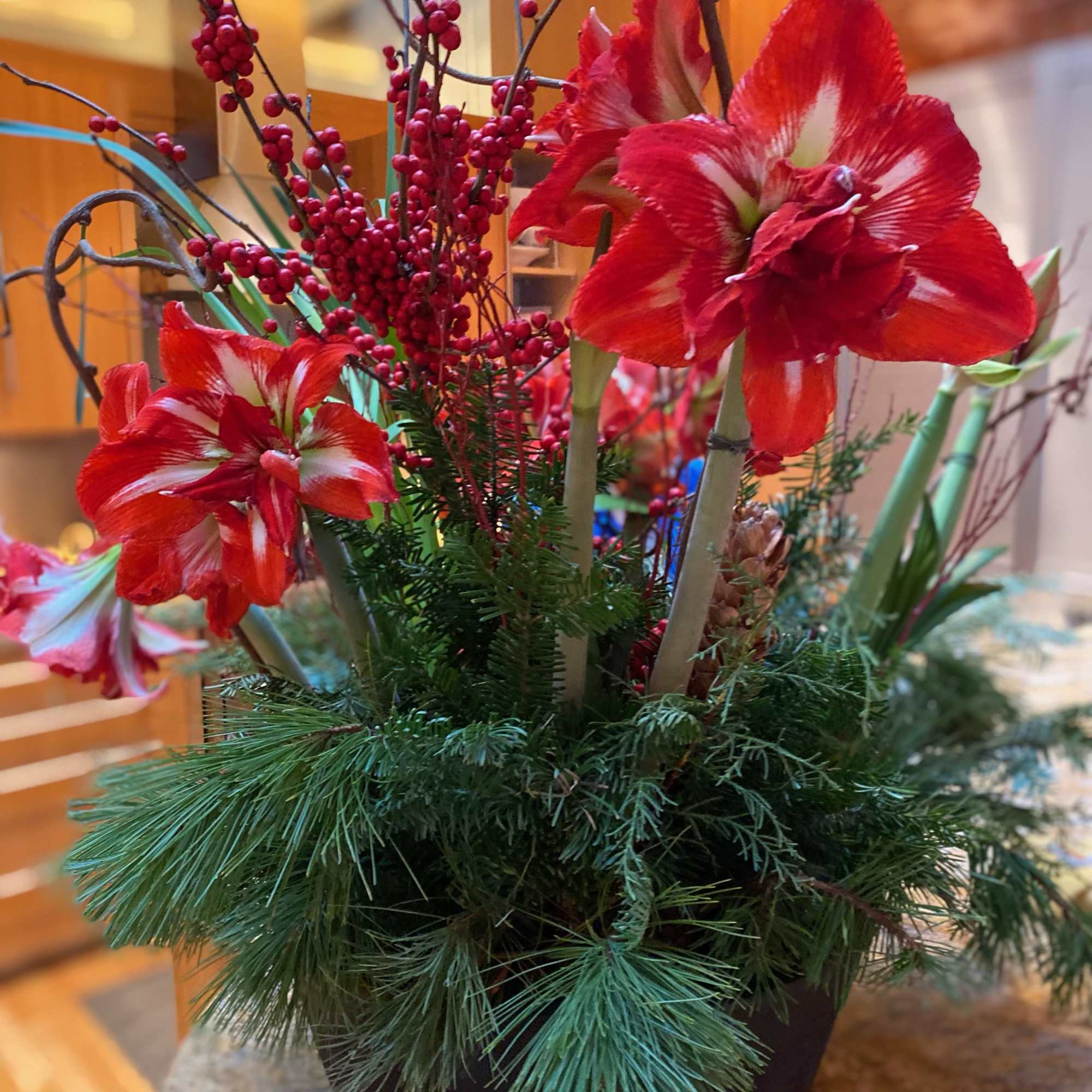 Festive amaryllis plant with winter greens, berries and pinecones. 