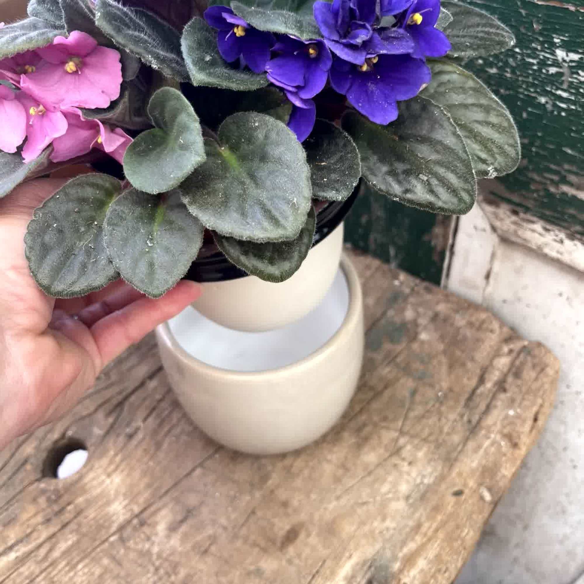 African violets will continue to bloom in your home and this self-watering