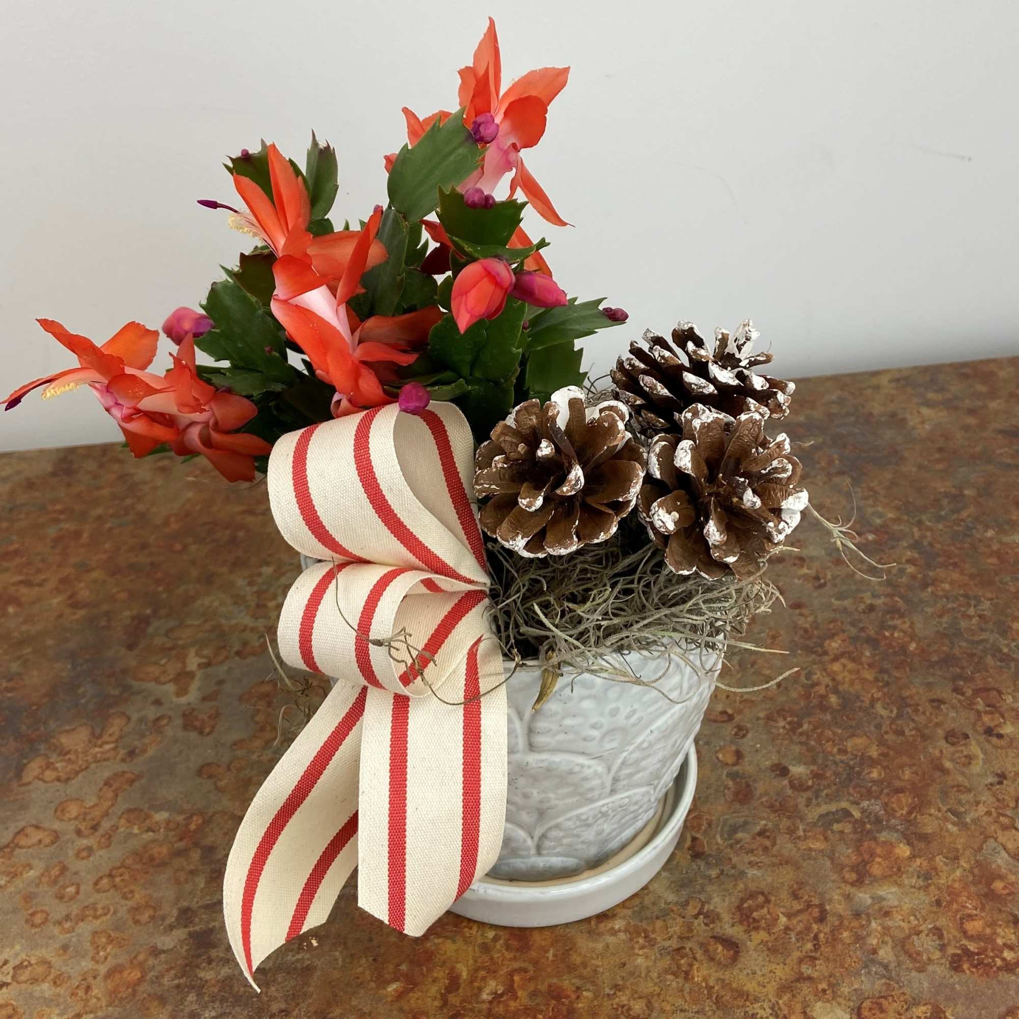 Holiday Cactus in neutral pottery dressed up for the holidays!
Cactus colors may