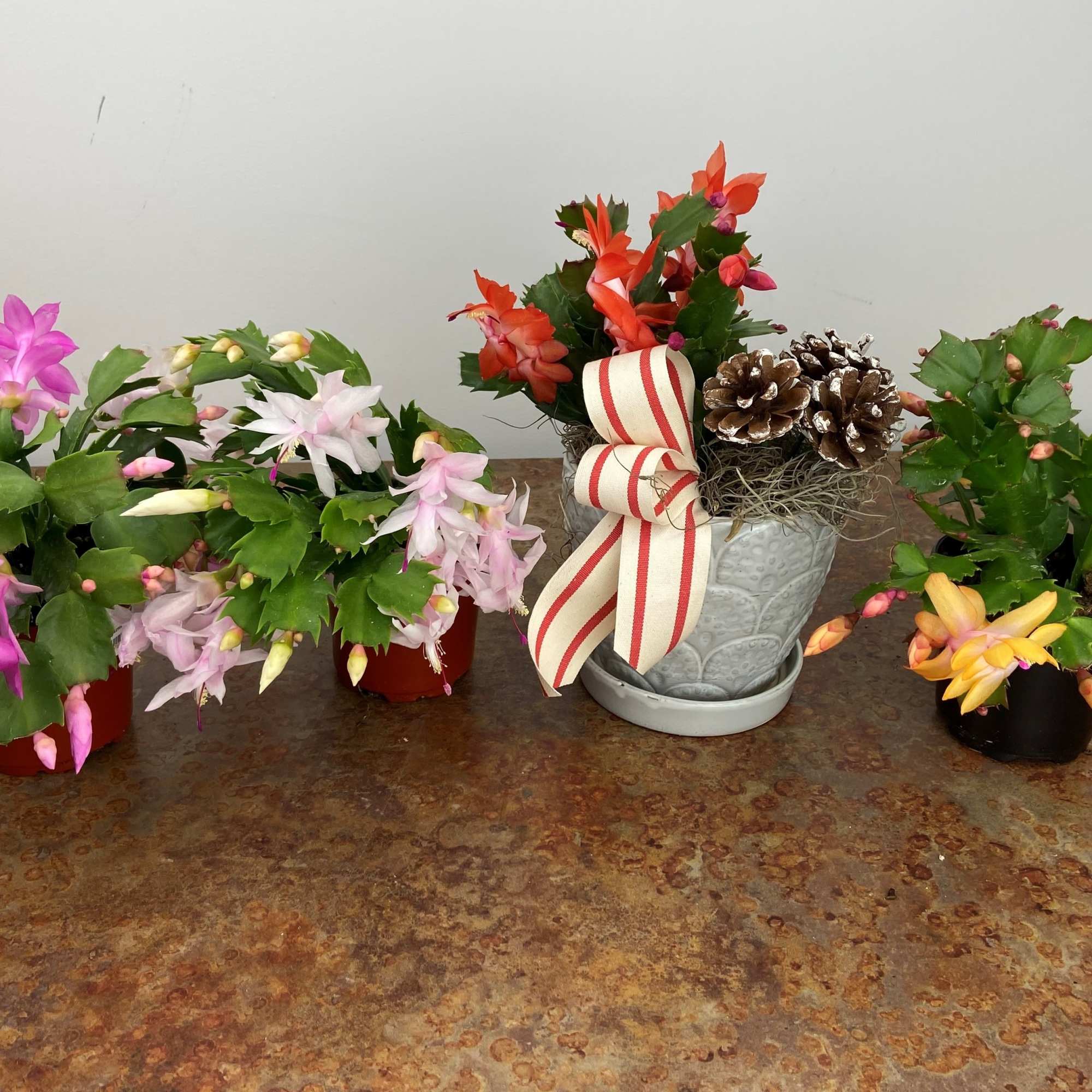 Holiday Cactus in neutral pottery dressed up for the holidays!
Cactus colors may