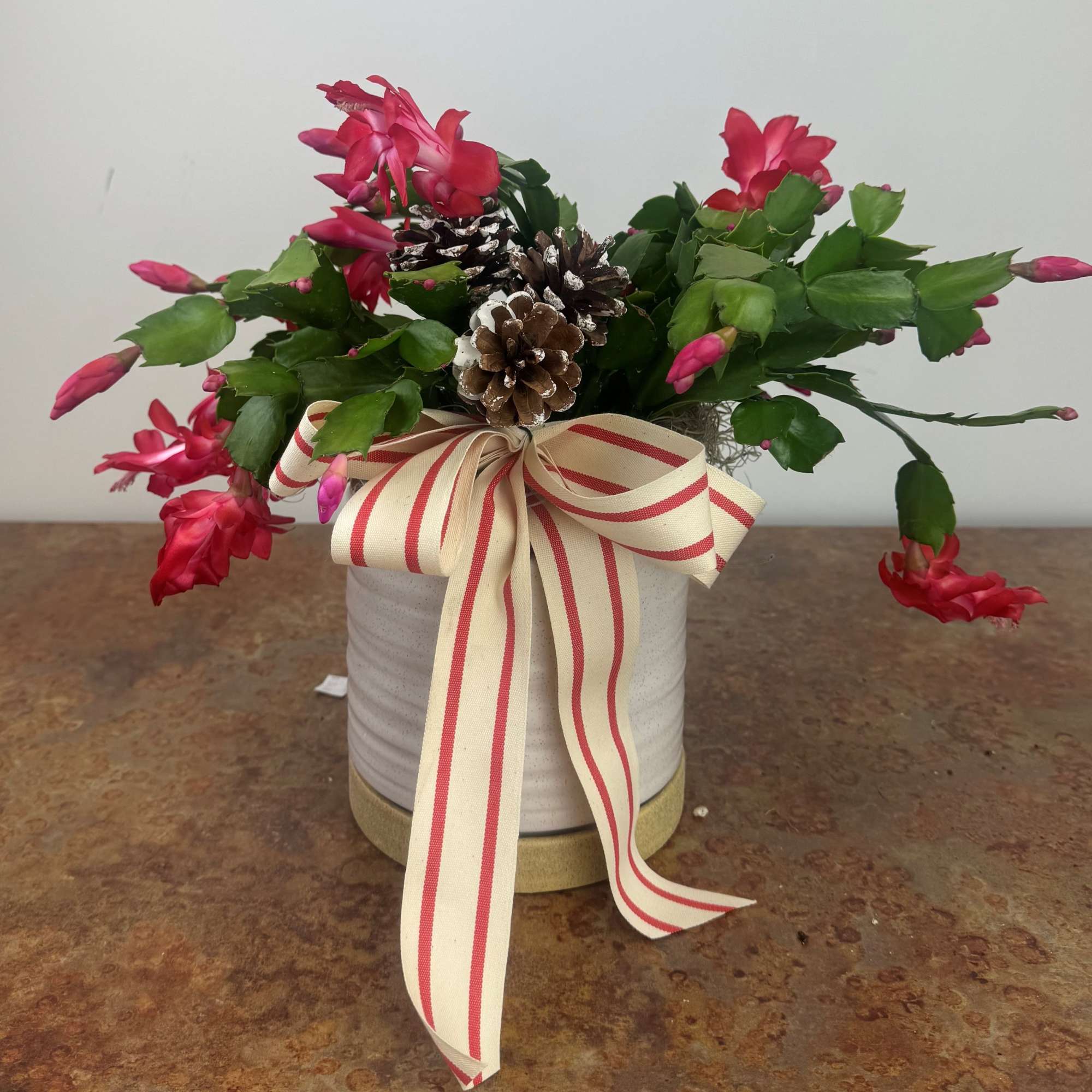 Holiday Cactus in neutral pottery dressed up for the holidays!
Cactus colors may