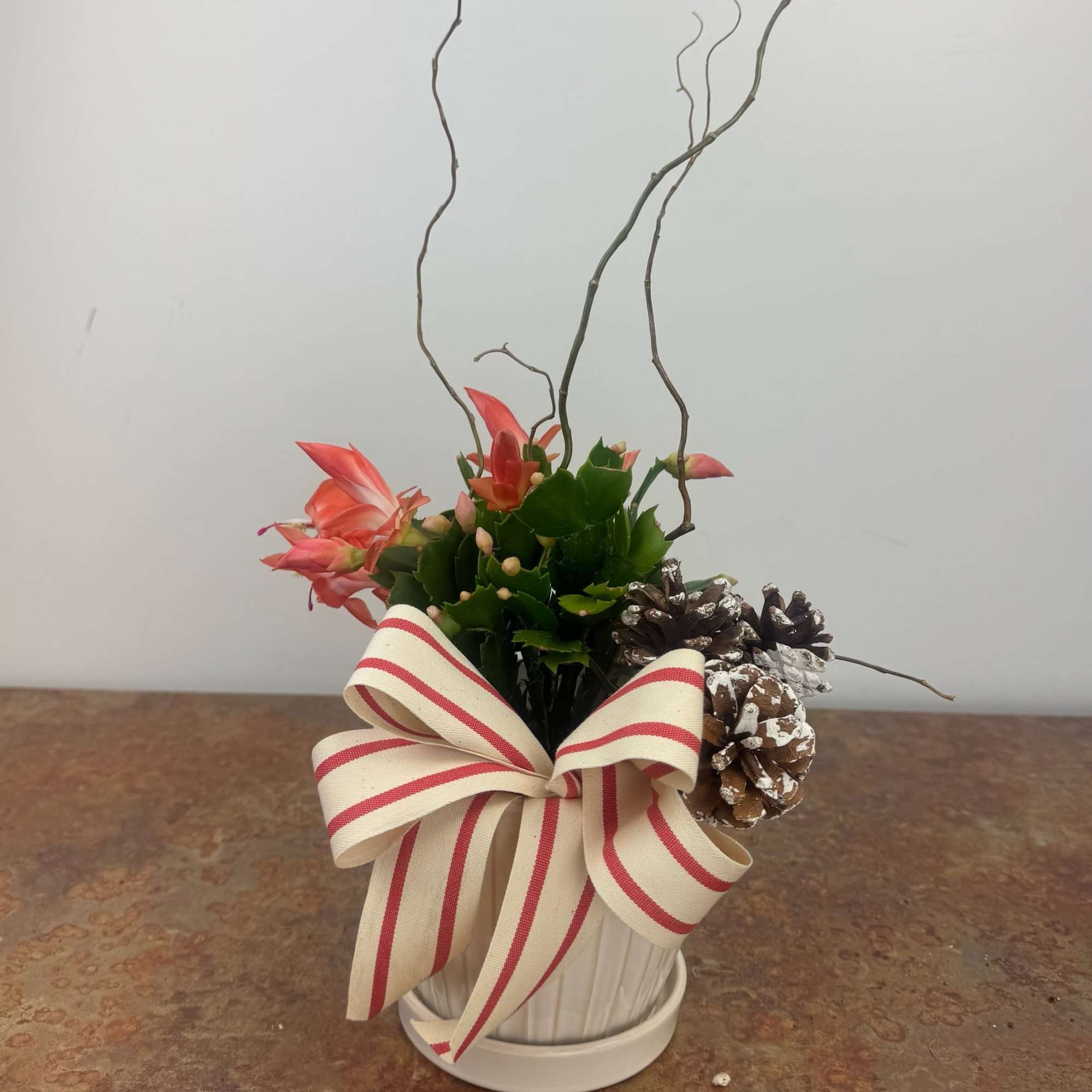 Holiday Cactus in neutral pottery dressed up for the holidays!
Cactus colors may