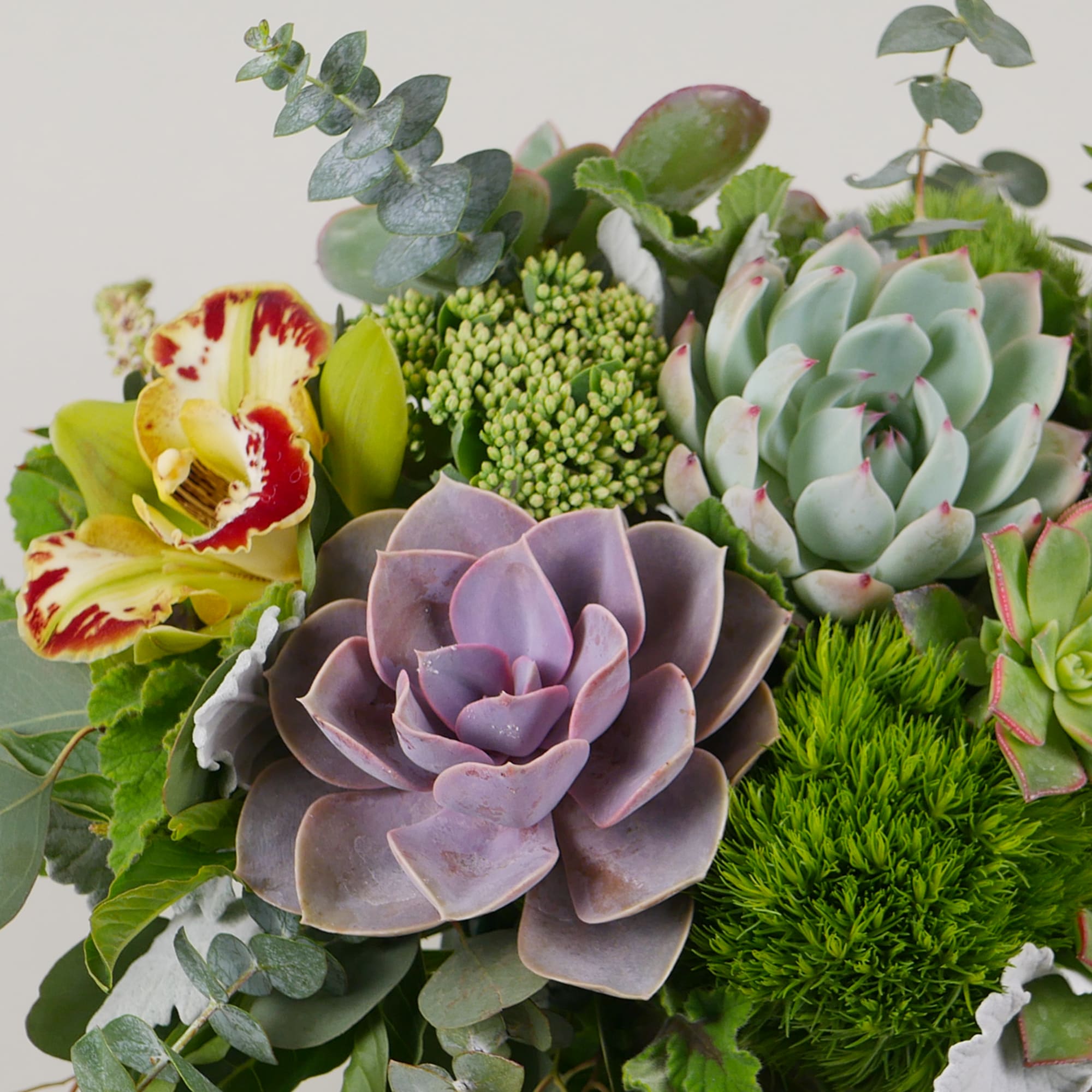 This refreshing arrangement features an elegant mix of lush greenery, cymbidium orchids