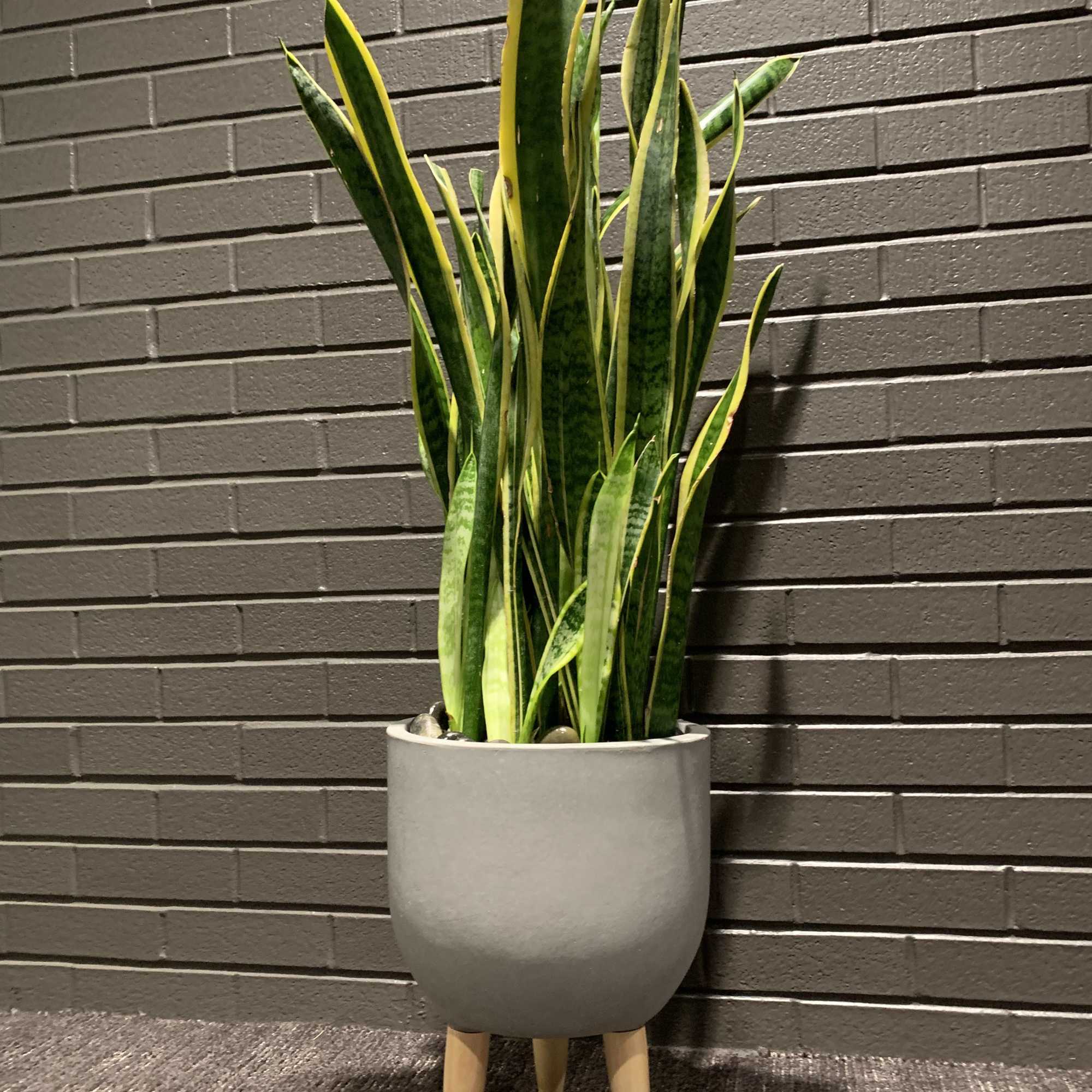 This plant comes in a trendy container easy to care requires water