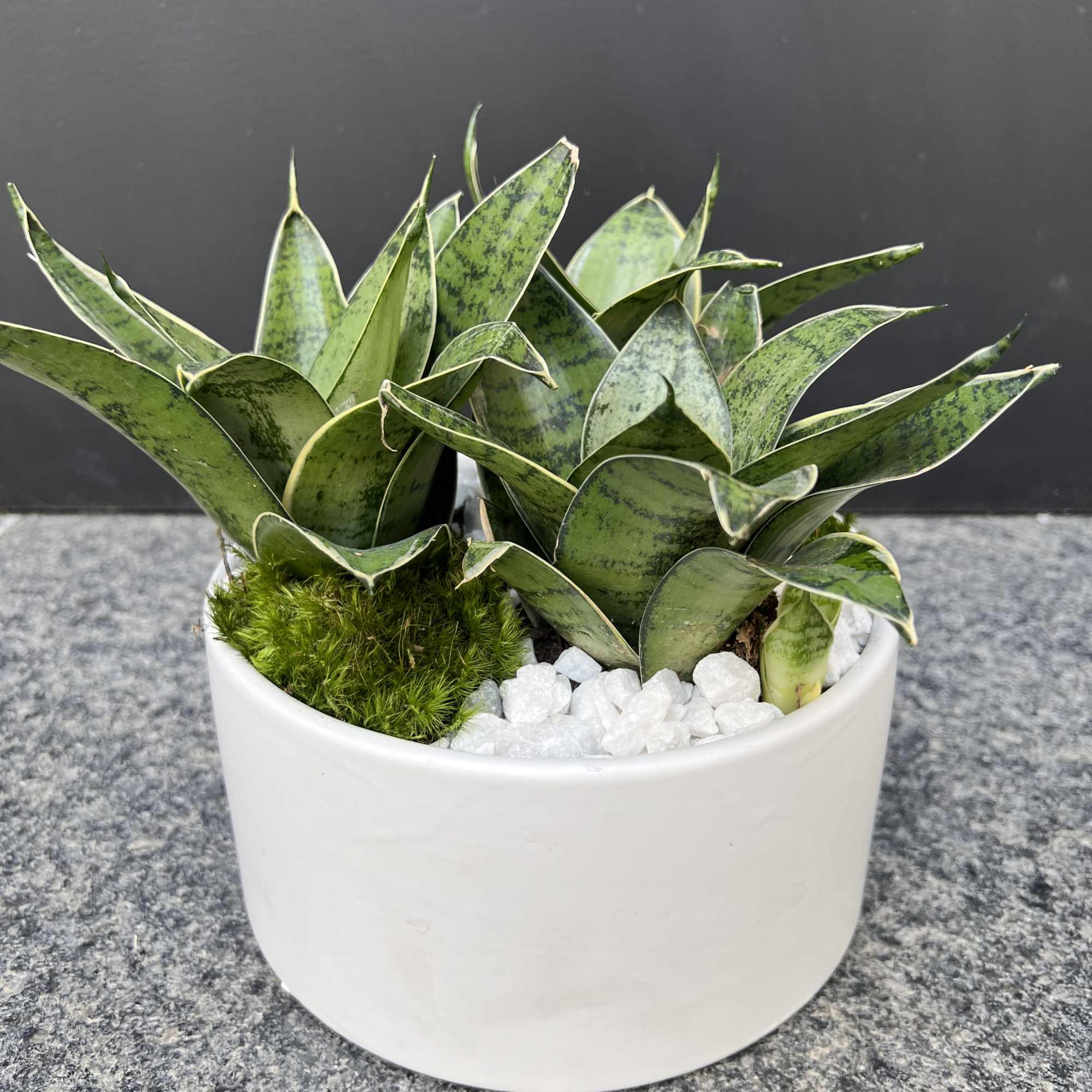 A great group of plant in white modern conteiner 