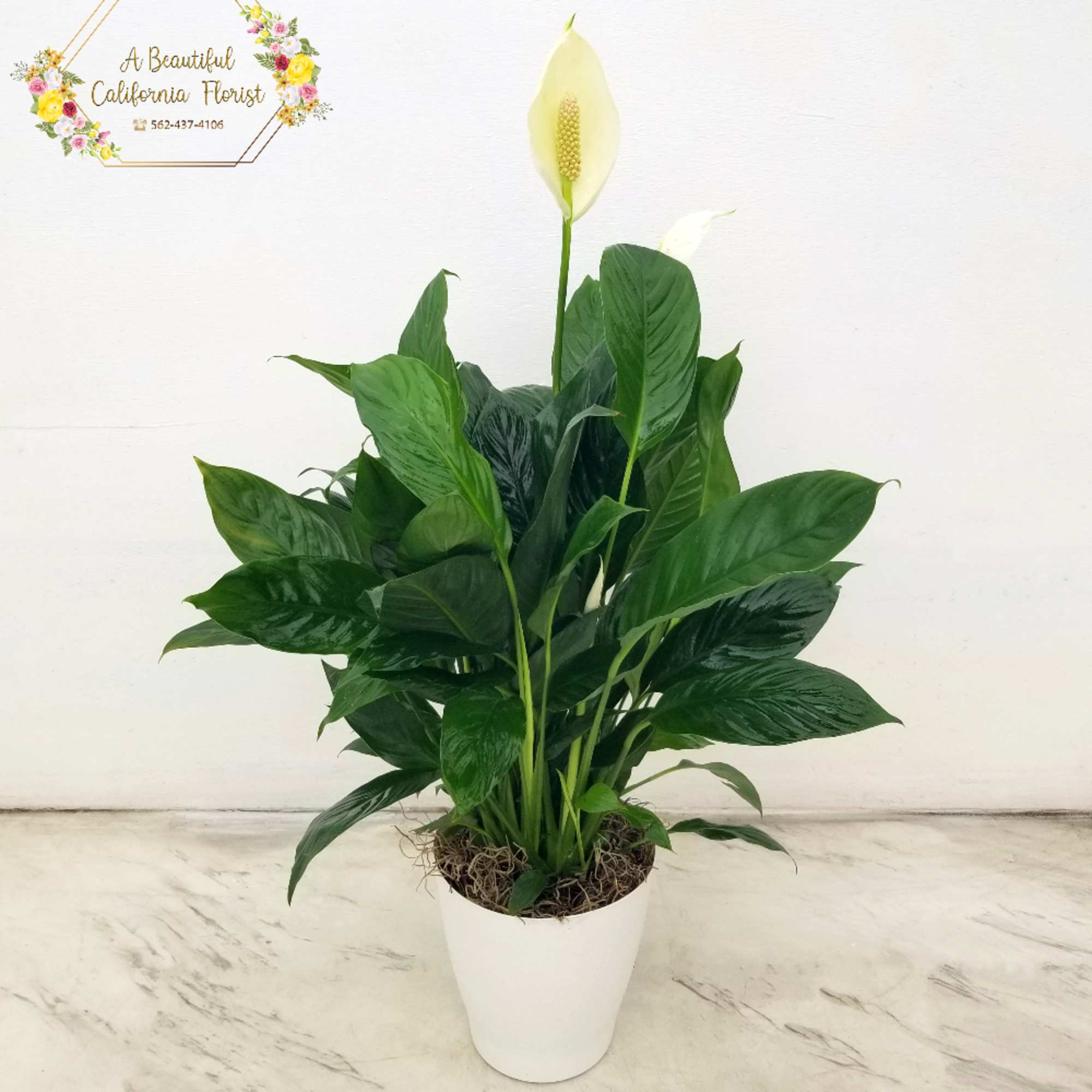 The Peace Lily in Decorative Container is a great choice for all
