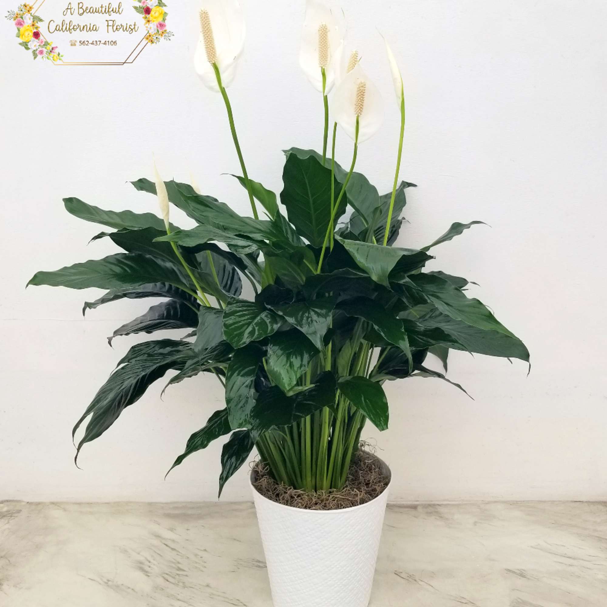The Peace Lily in Decorative Container is a great choice for all