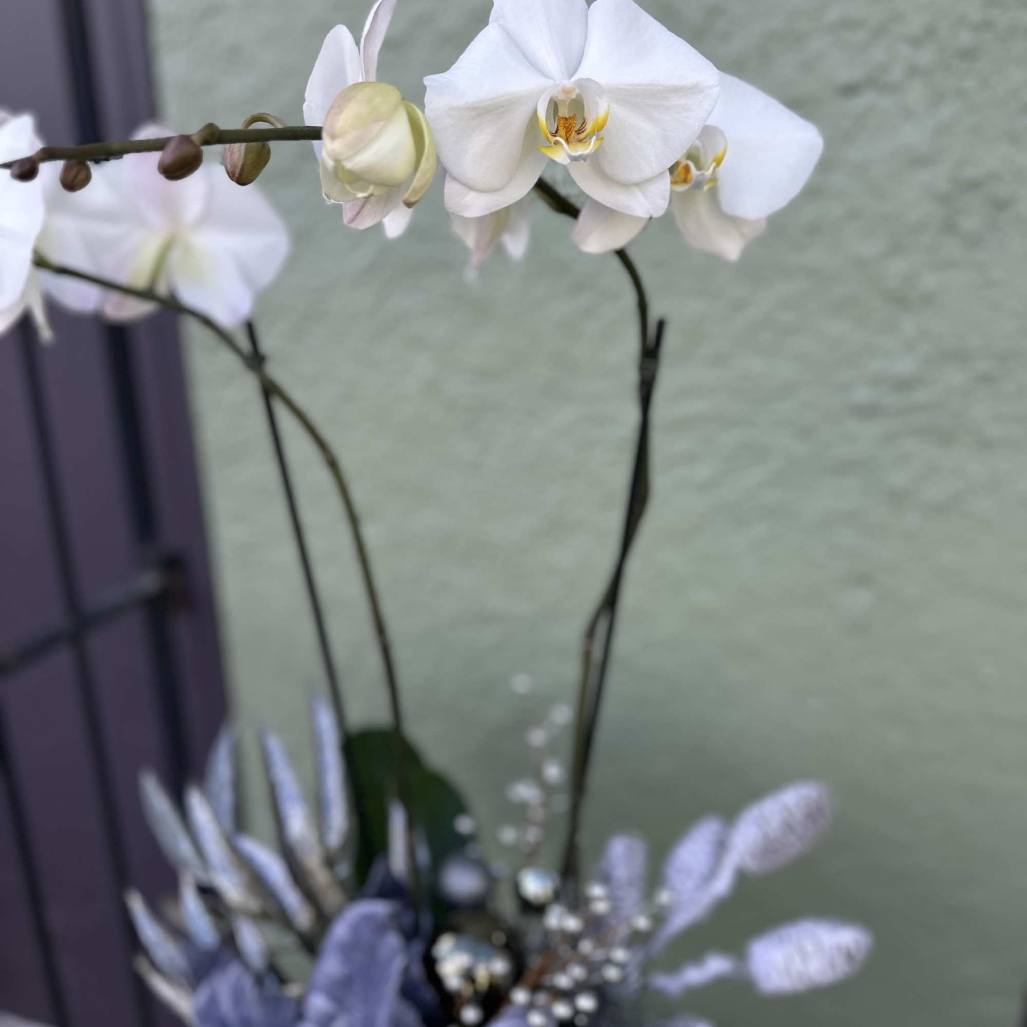 Bring the magic of the holidays indoors with this stunning white Phalaenopsis
