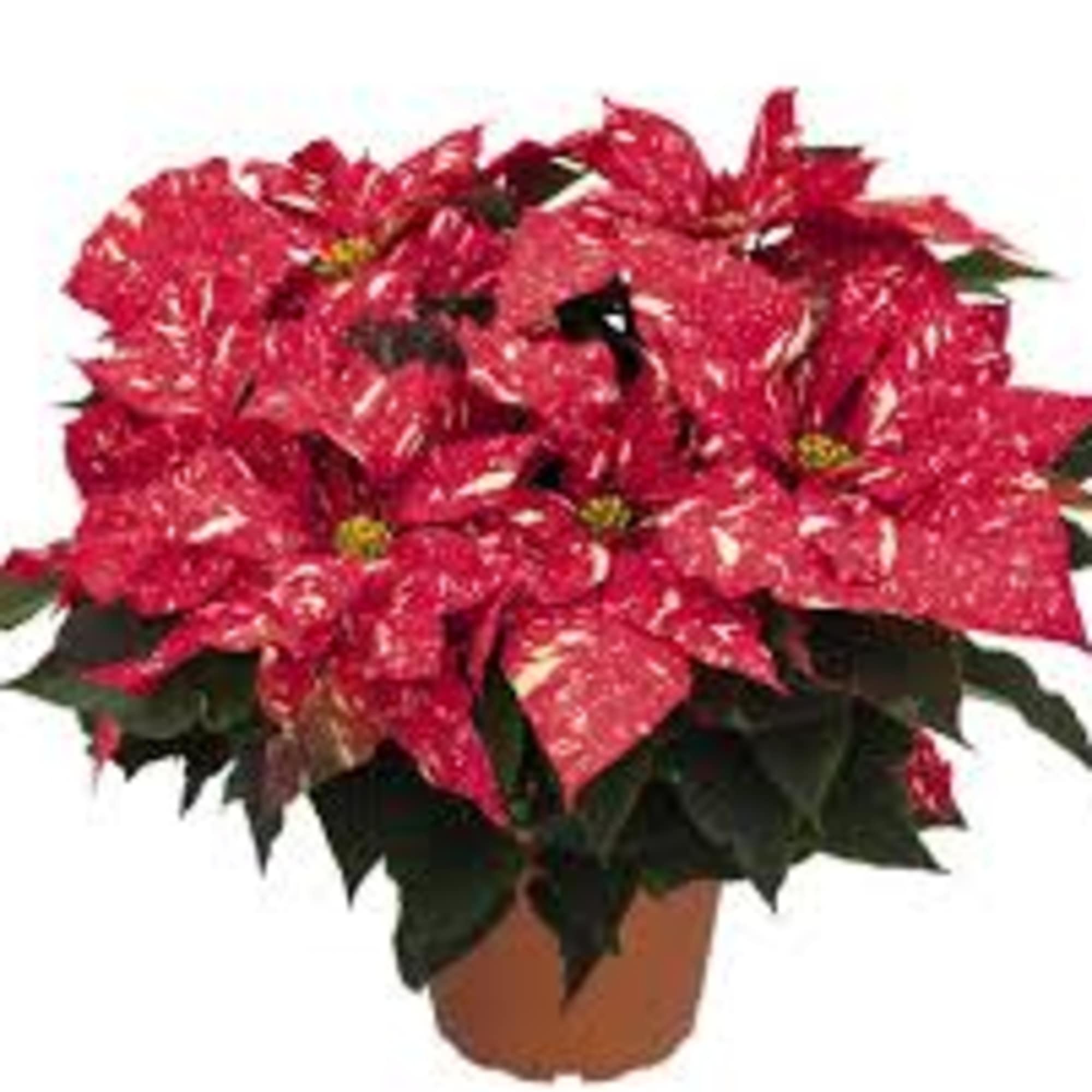 Our JINGLE BELLS POINSETTIA PLANT  has lush, rich dark green foliage