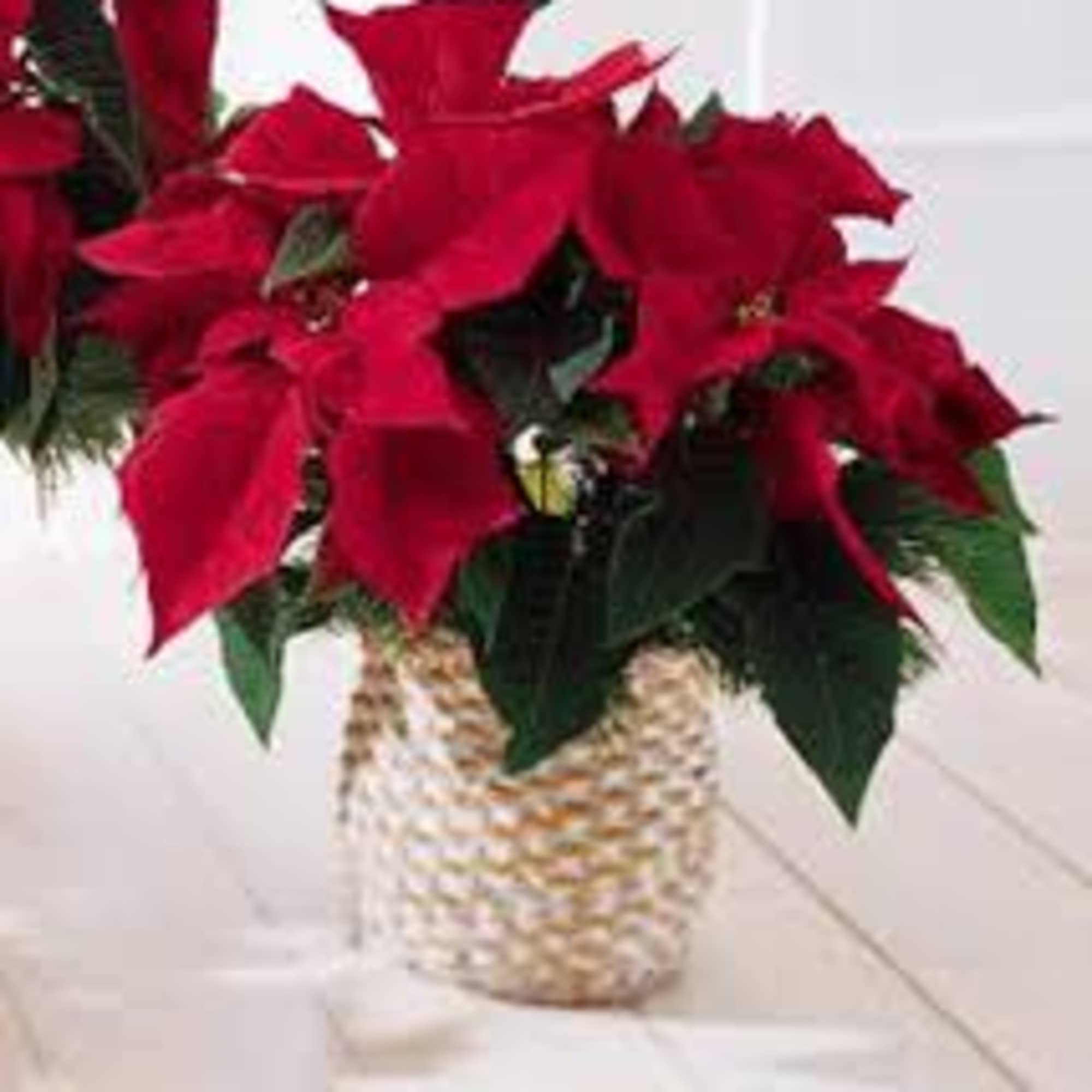 Our RED POINSETTIA PLANT is a very long lasting , and colorful