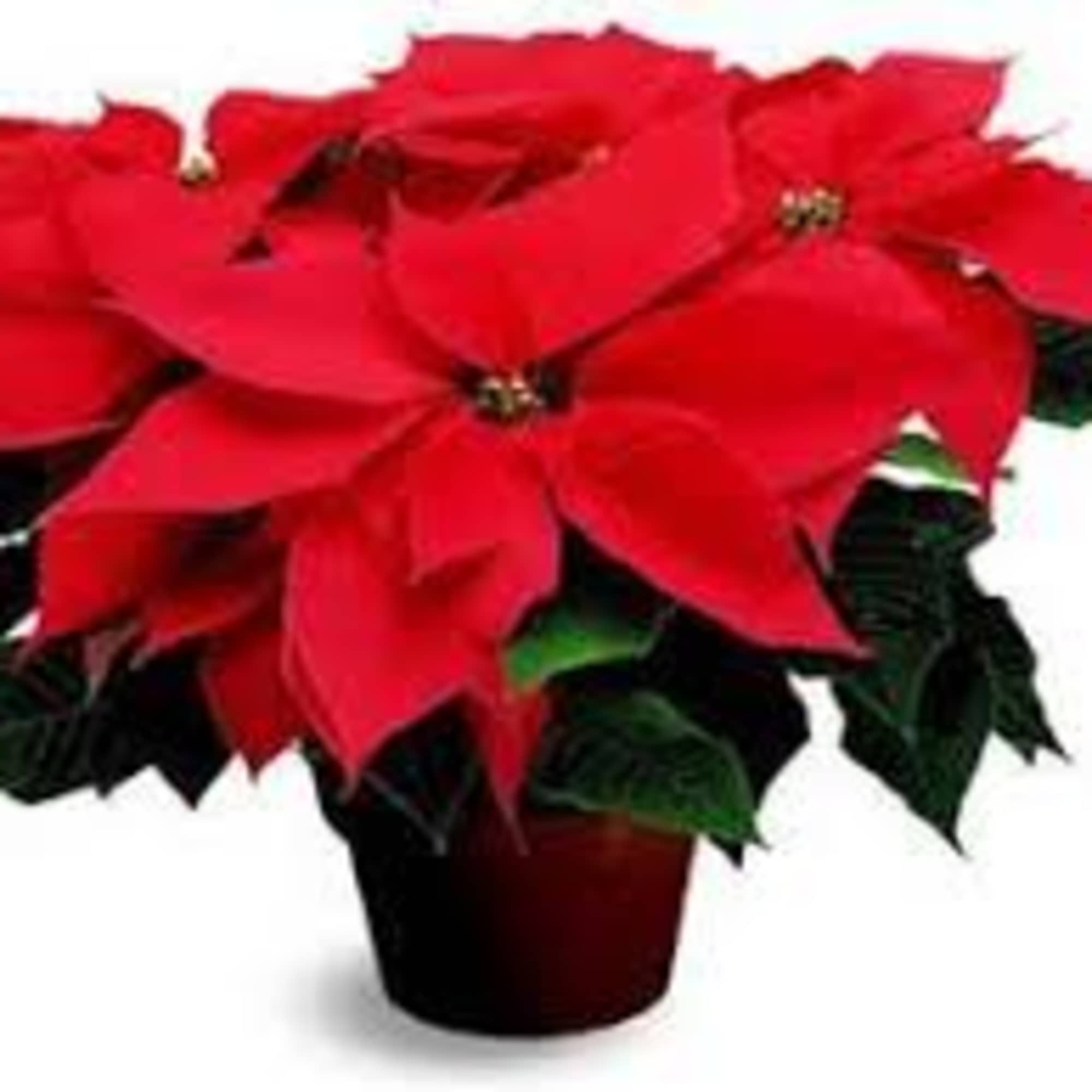 Our RED POINSETTIA PLANT is a very long lasting , and colorful
