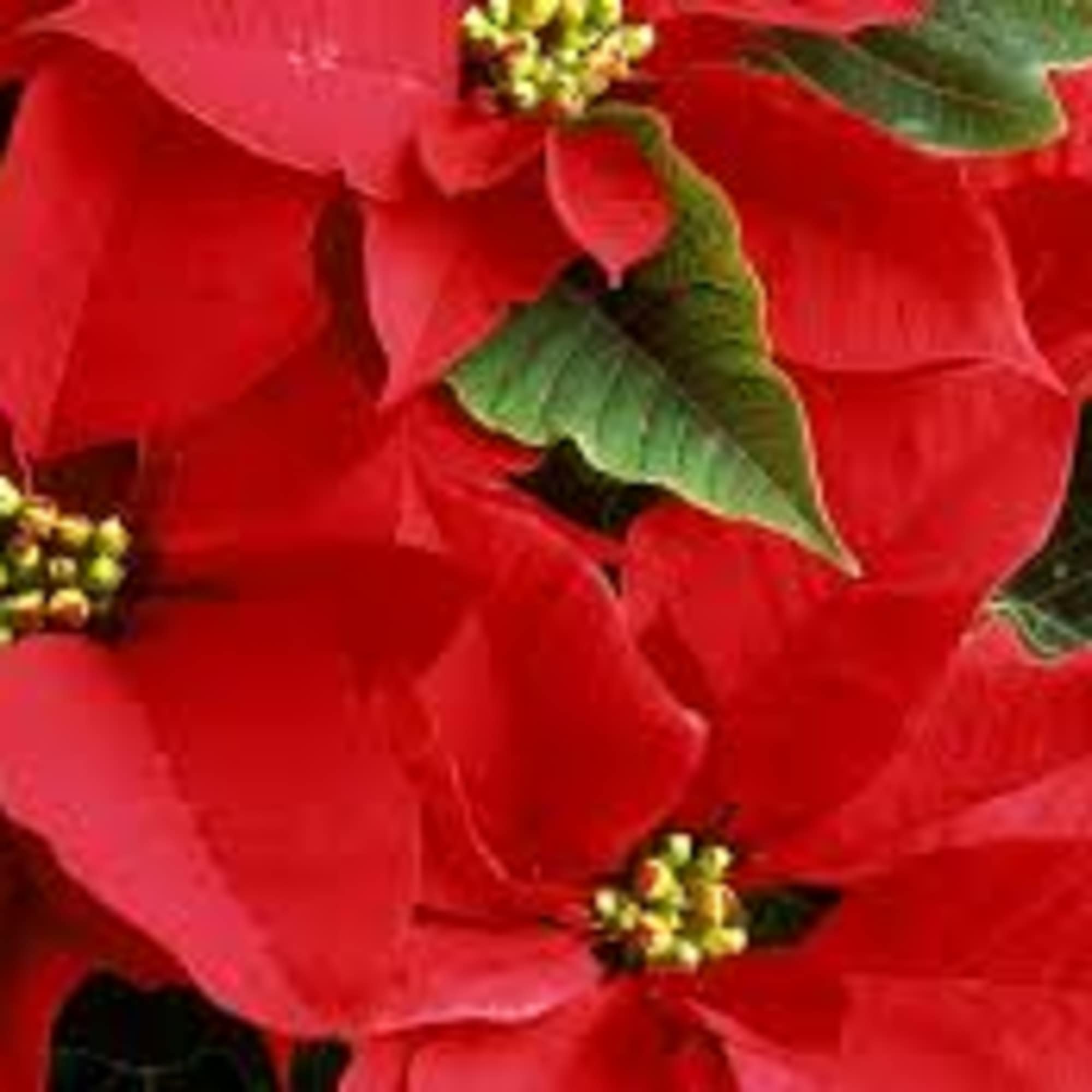 Our RED POINSETTIA PLANT is a very long lasting , and colorful
