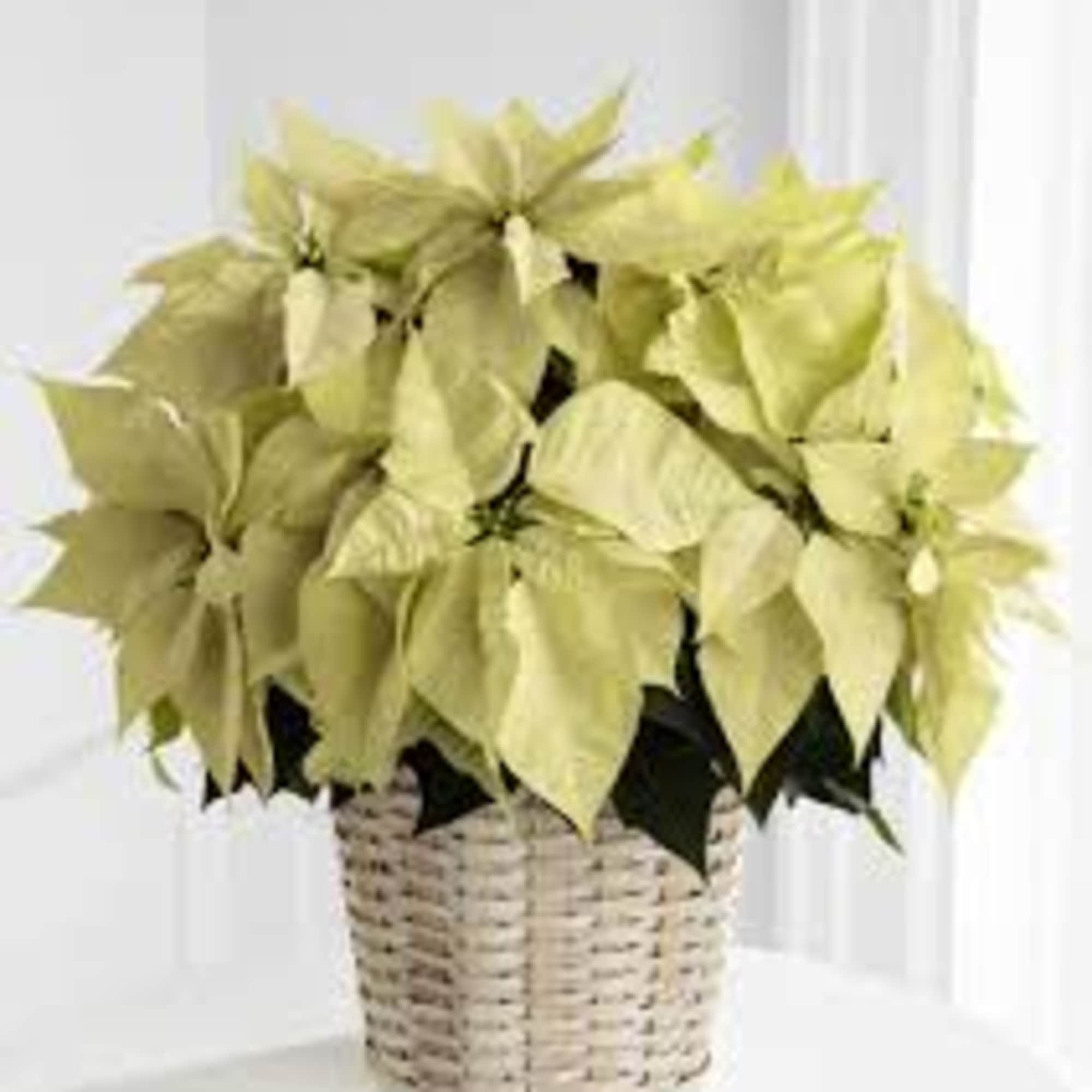 Our WHITE POINSETTIA PLANT comes in an attractive wicker basket with white
