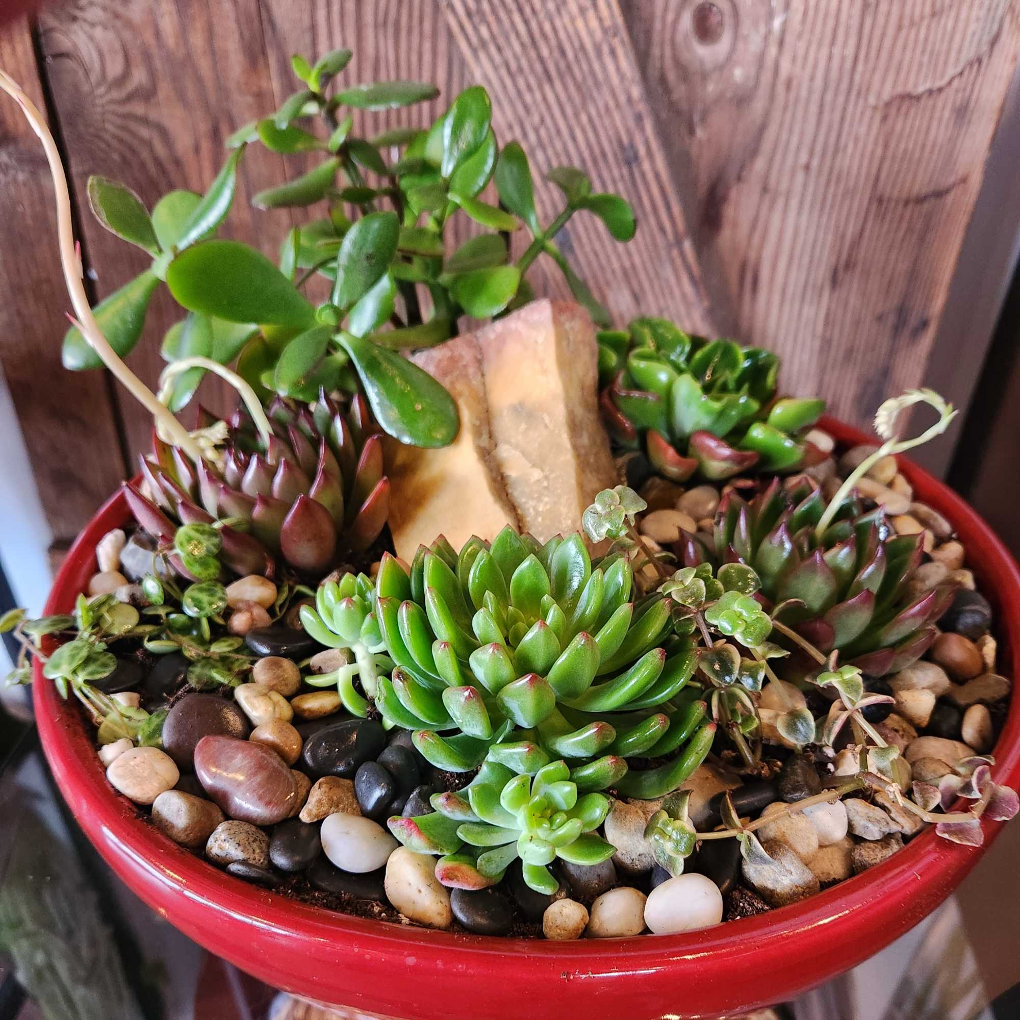 Large beautiful ceramic bowl packed full of wonderful succulents and natural bits.