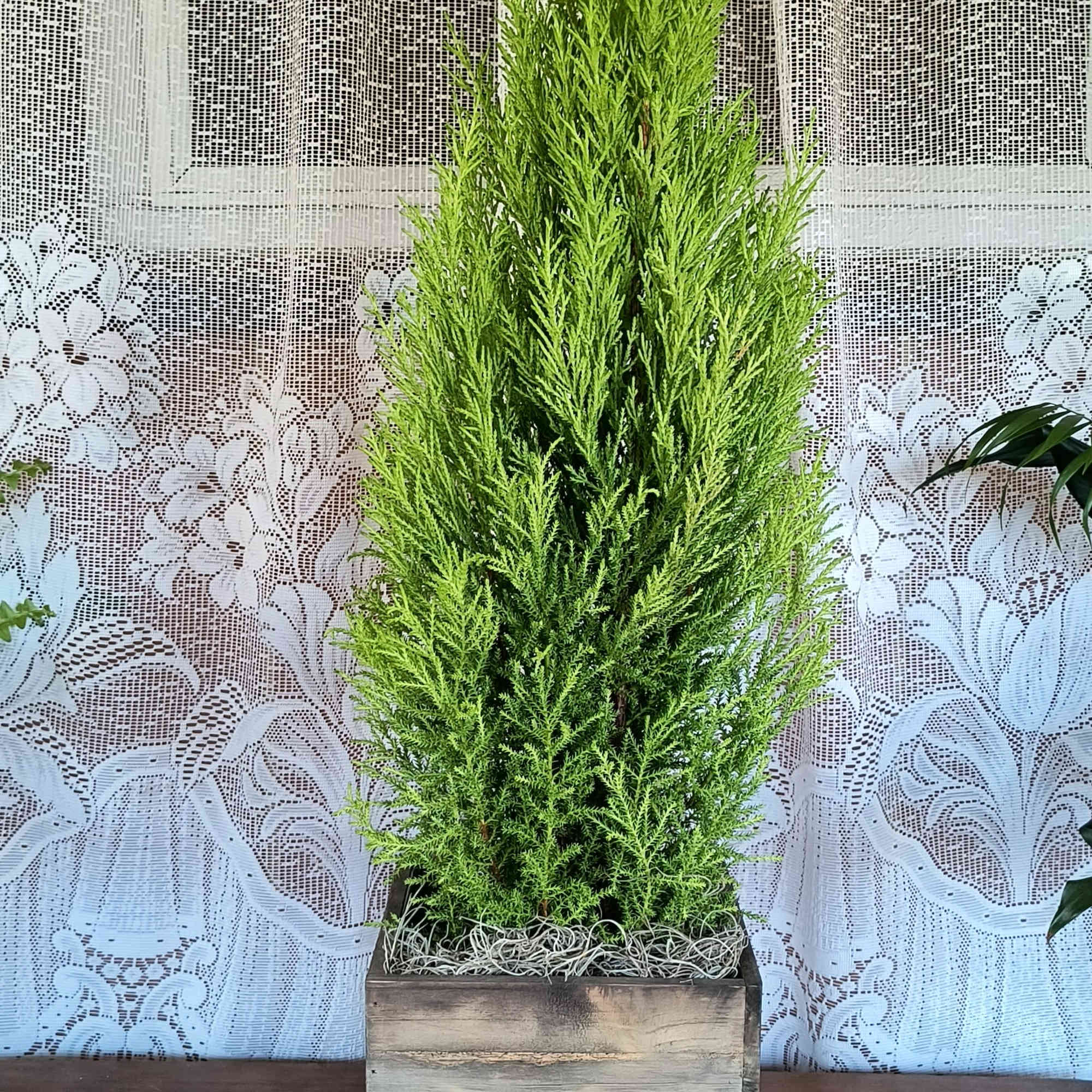 Wonderful the scent of this cypress&#039; foliage...Lemon fragrance fills the air.
(medium, 6&quot;
