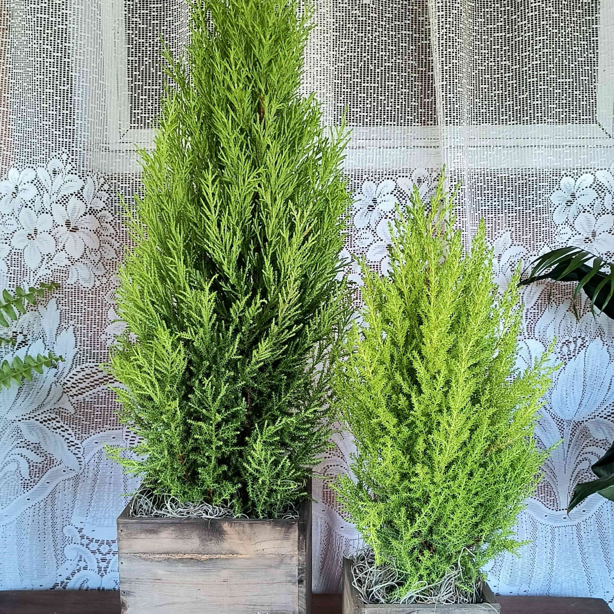 Wonderful the scent of this cypress&#039; foliage...Lemon fragrance fills the air.
(small 4.5&quot;