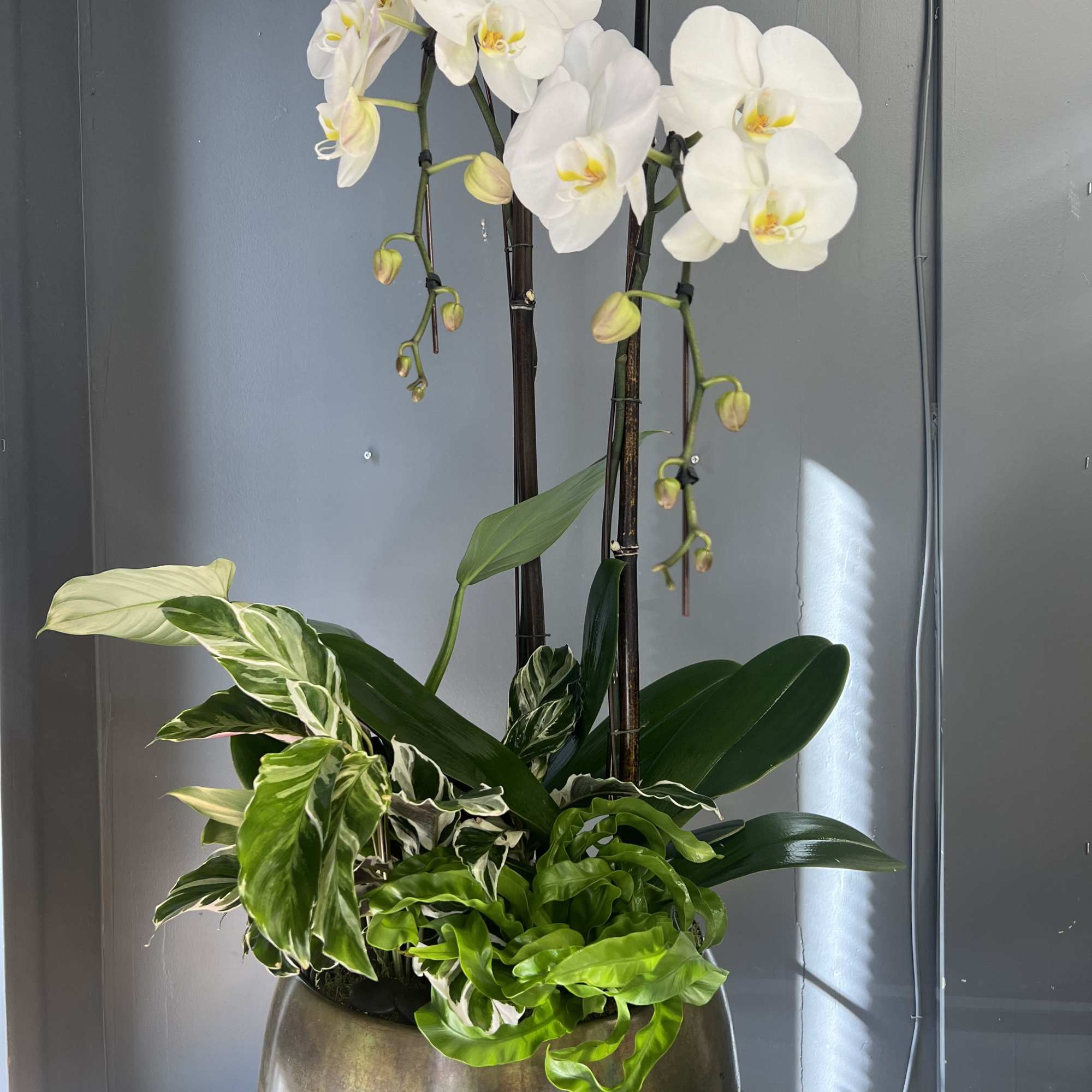 Orchids planted with tropical foliage in a lovely keepsake container.

Standard arrangement includes: