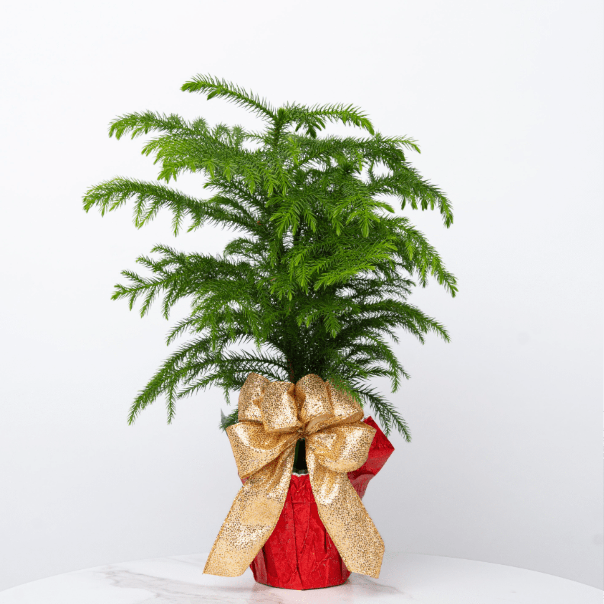 Looking for an adorable and miniature evergreen gift this holiday season? Let