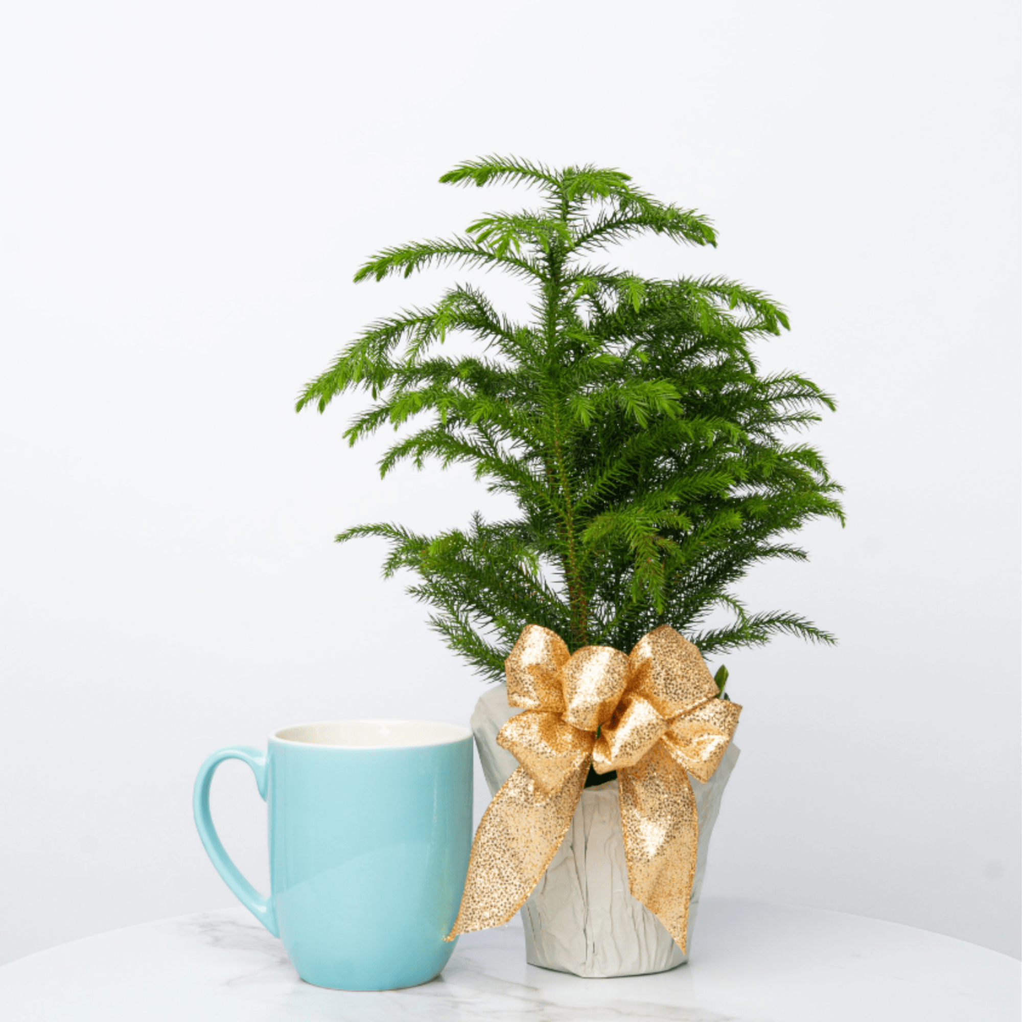 Looking for an adorable and miniature evergreen gift this holiday season? Let