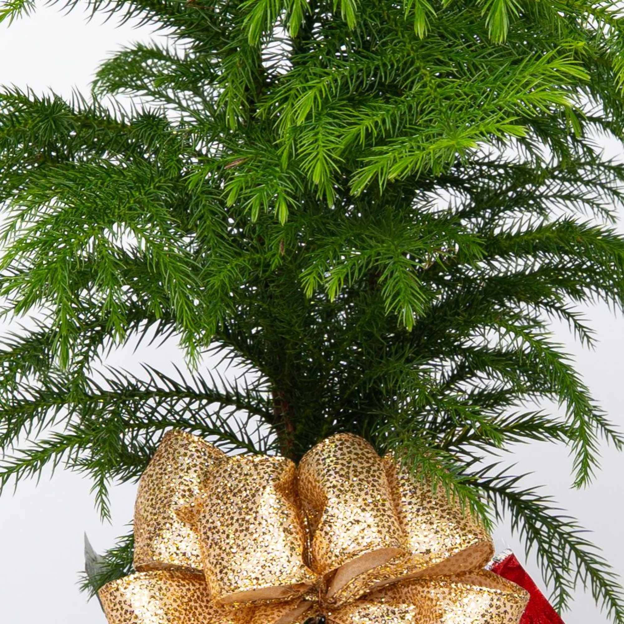 Looking for an adorable and miniature evergreen gift this holiday season? Let