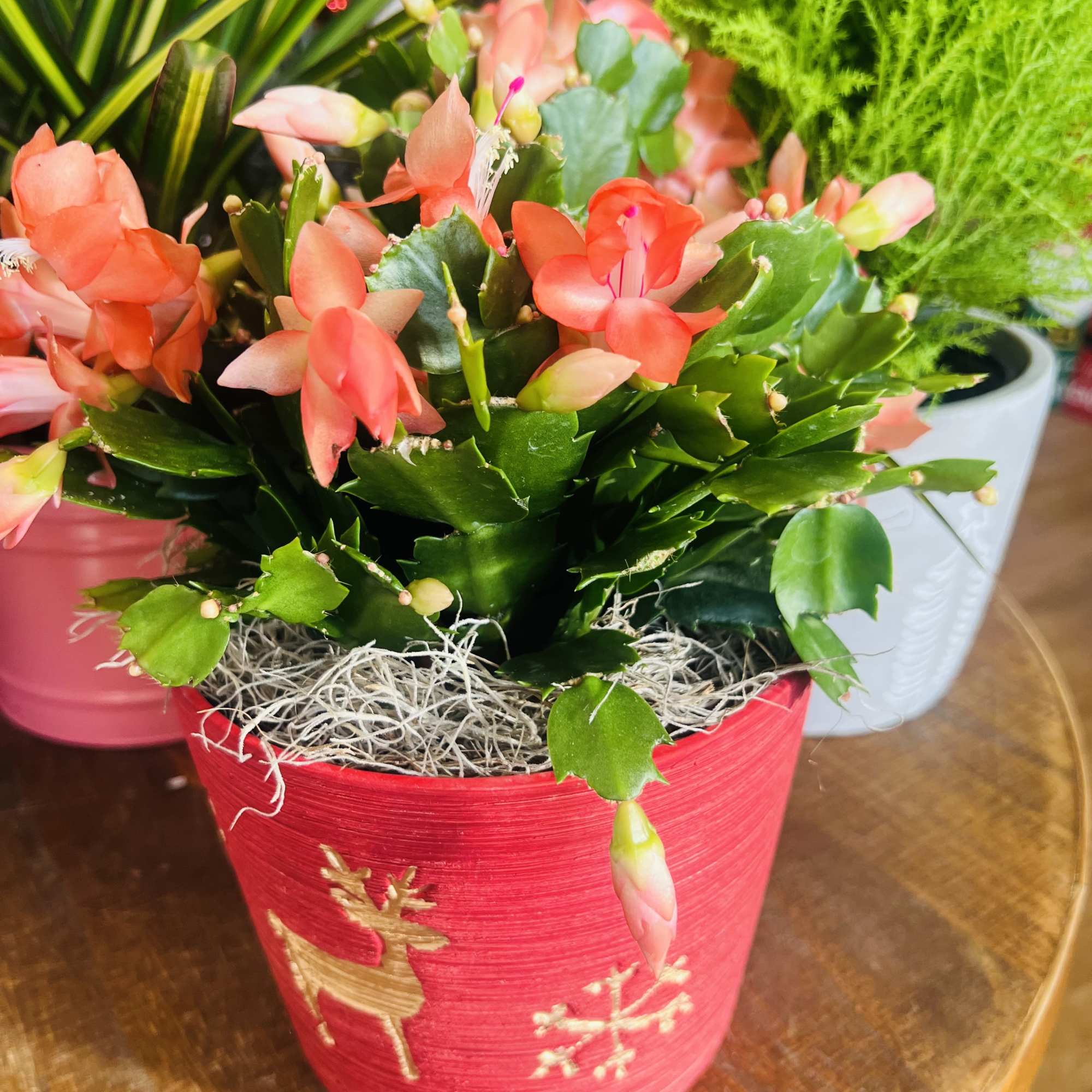 Christmas Cactus Varied Colors in ceramic Christmas decor container