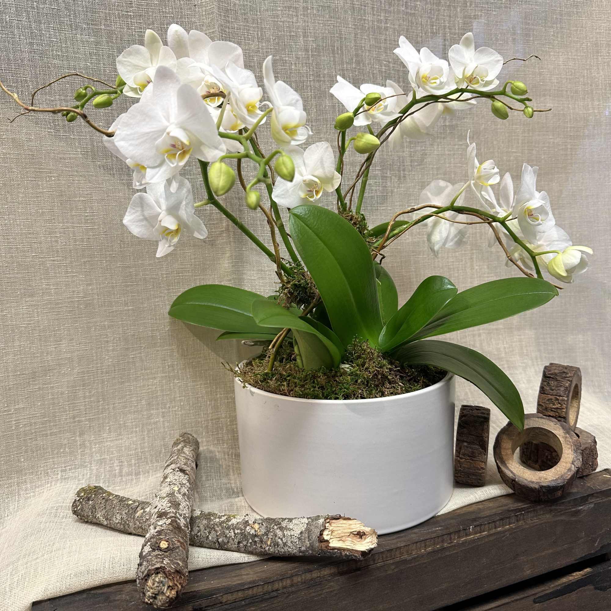 3 beautiful mini orchids in a low white vase decorated with curly