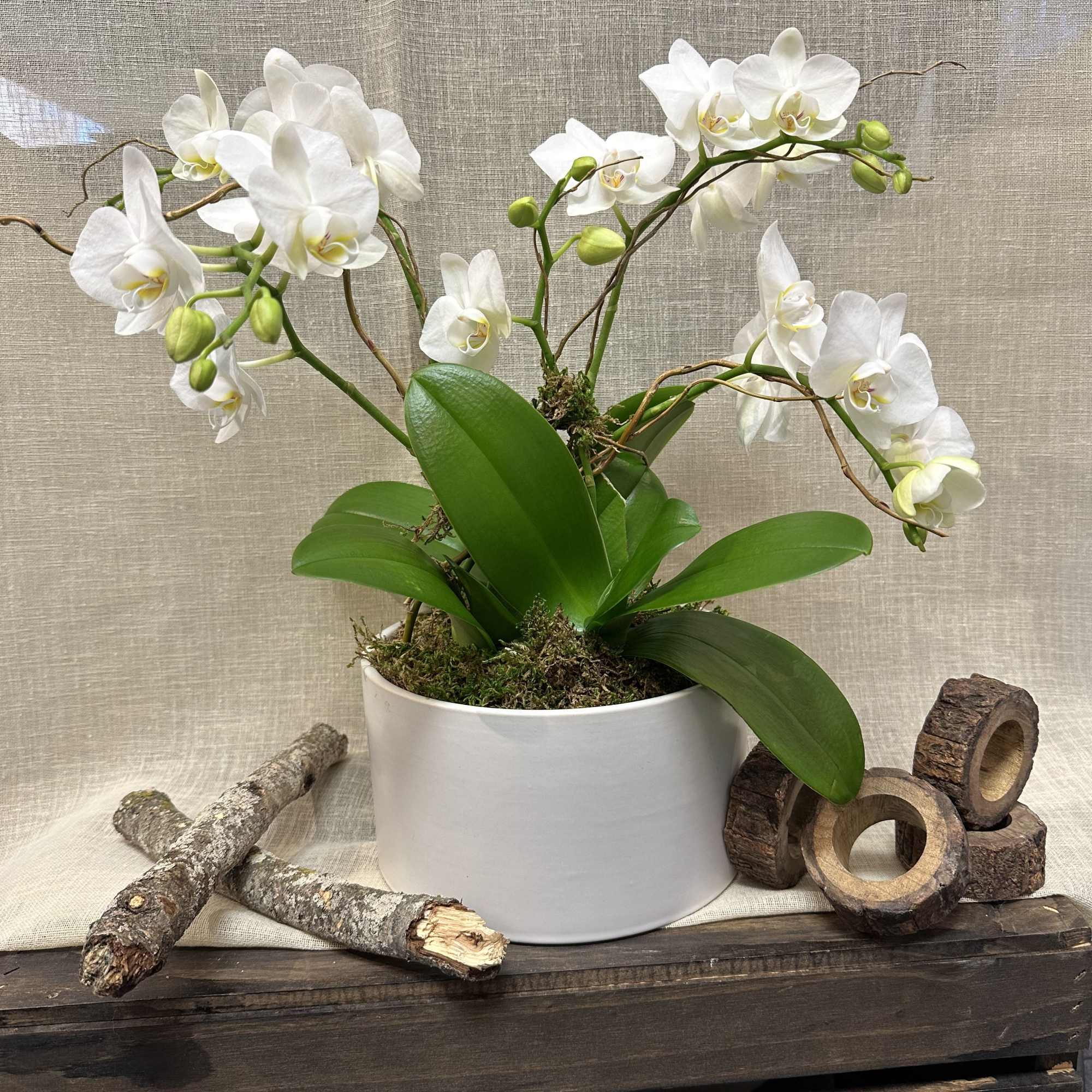 3 beautiful mini orchids in a low white vase decorated with curly