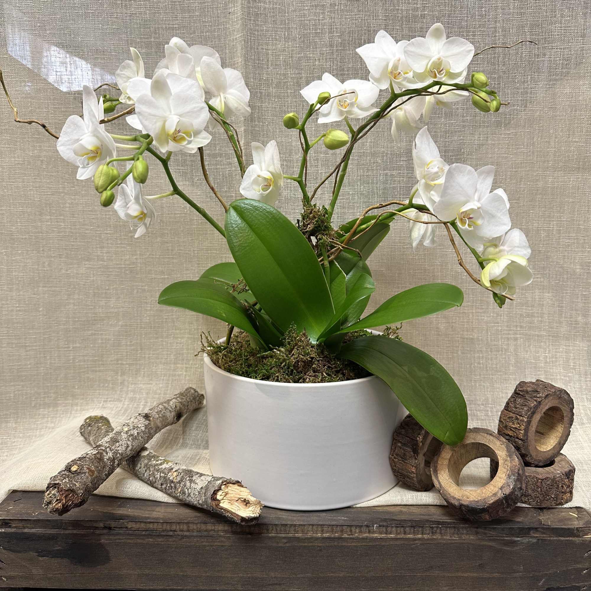 3 beautiful mini orchids in a low white vase decorated with curly