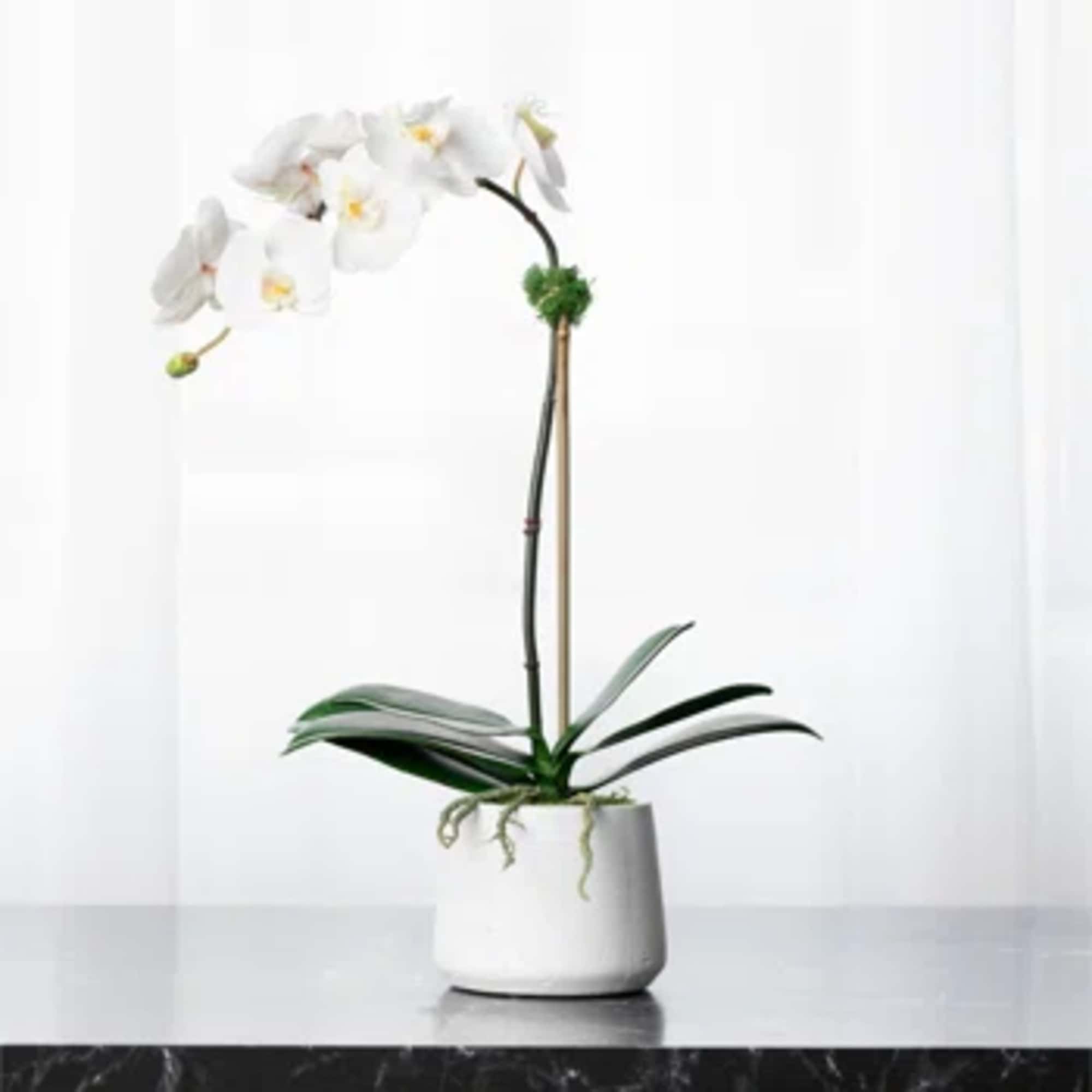 When you want to dazzle them, send this majestic orchid! Nestled in