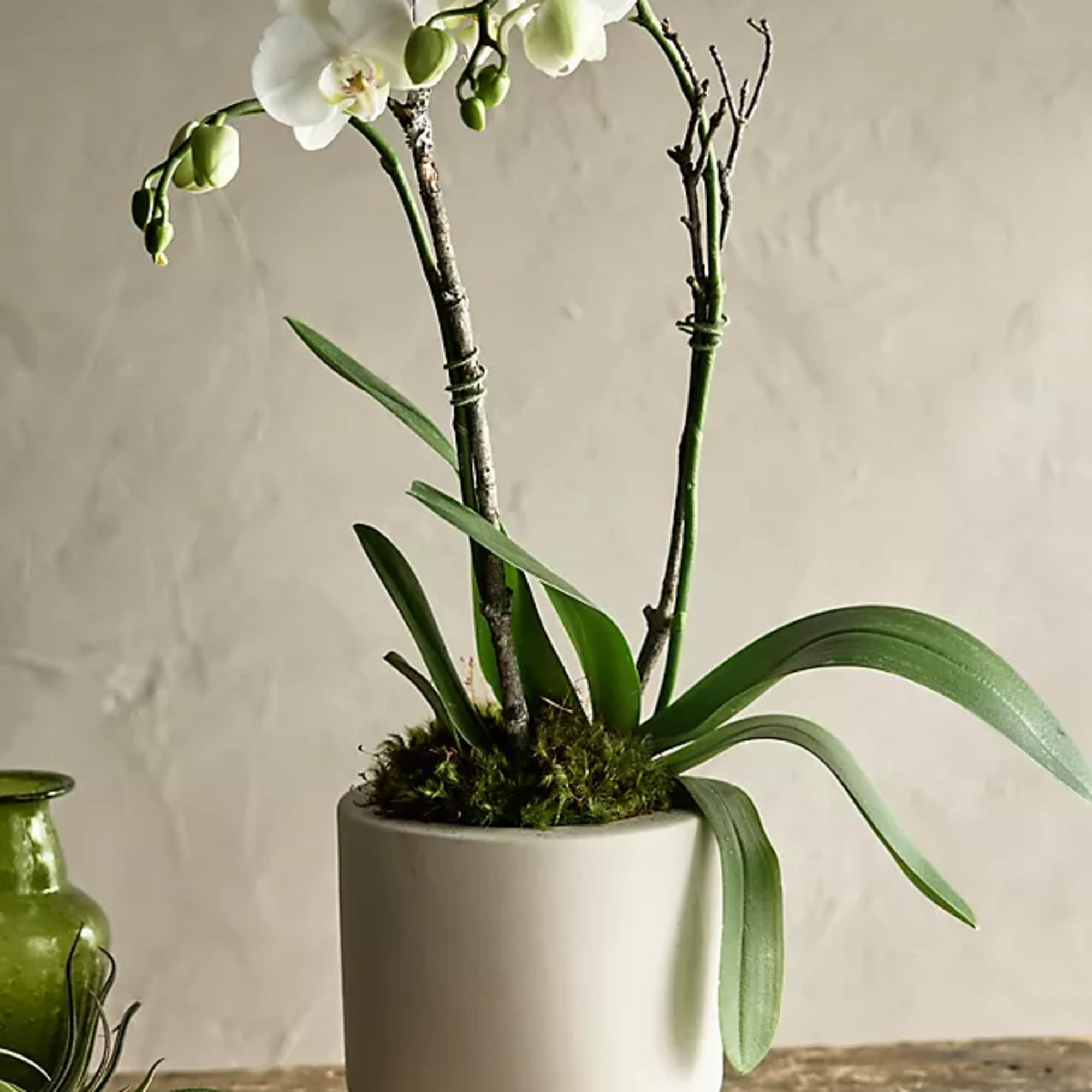 When you want to dazzle them, send this majestic orchid! Nestled in