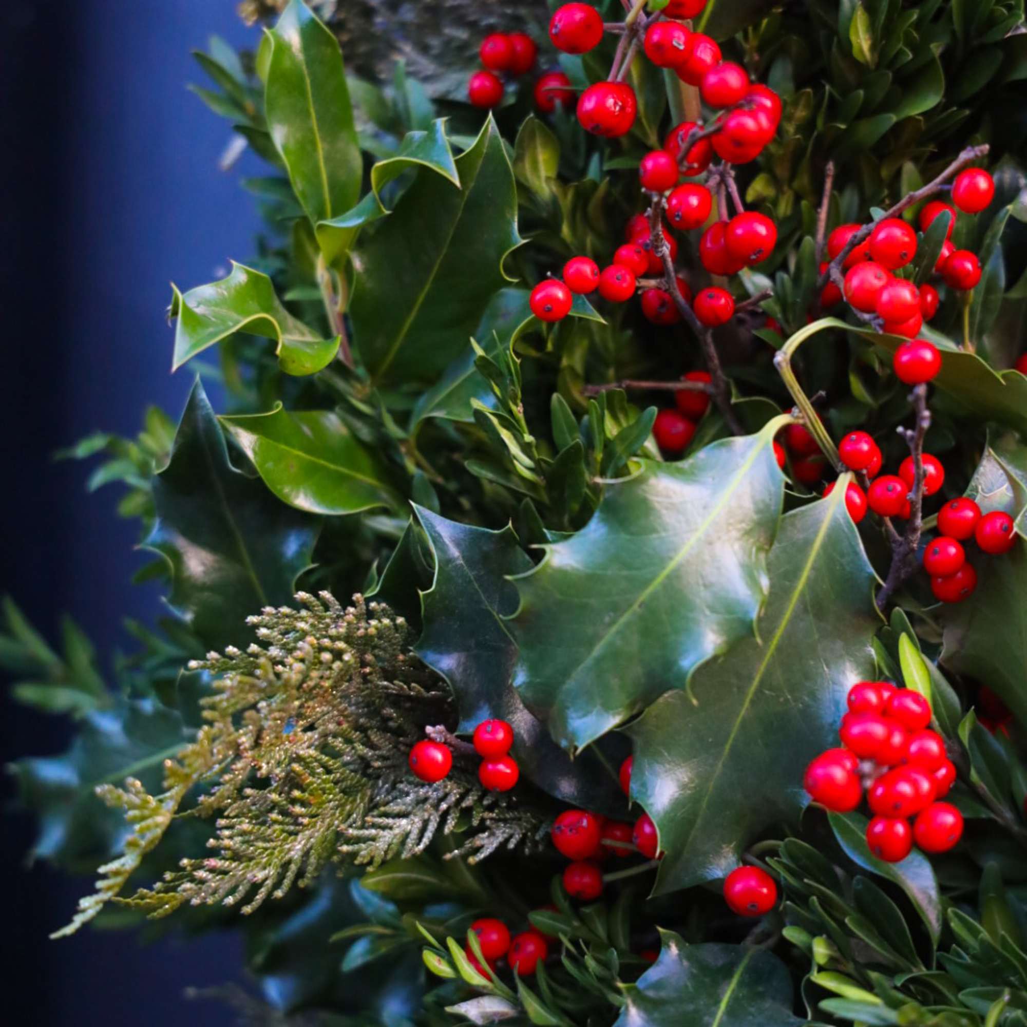 For Winter Wreaths SHIPPED, visit our wreath page. 

Pure Holly, Boxwood, berries