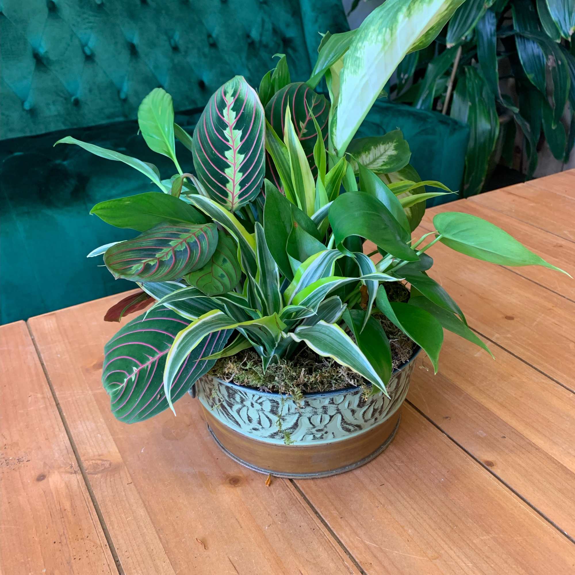 *CONTAINER AND PLANTS VARY BASED ON STOCK* A beautiful dish garden featuring