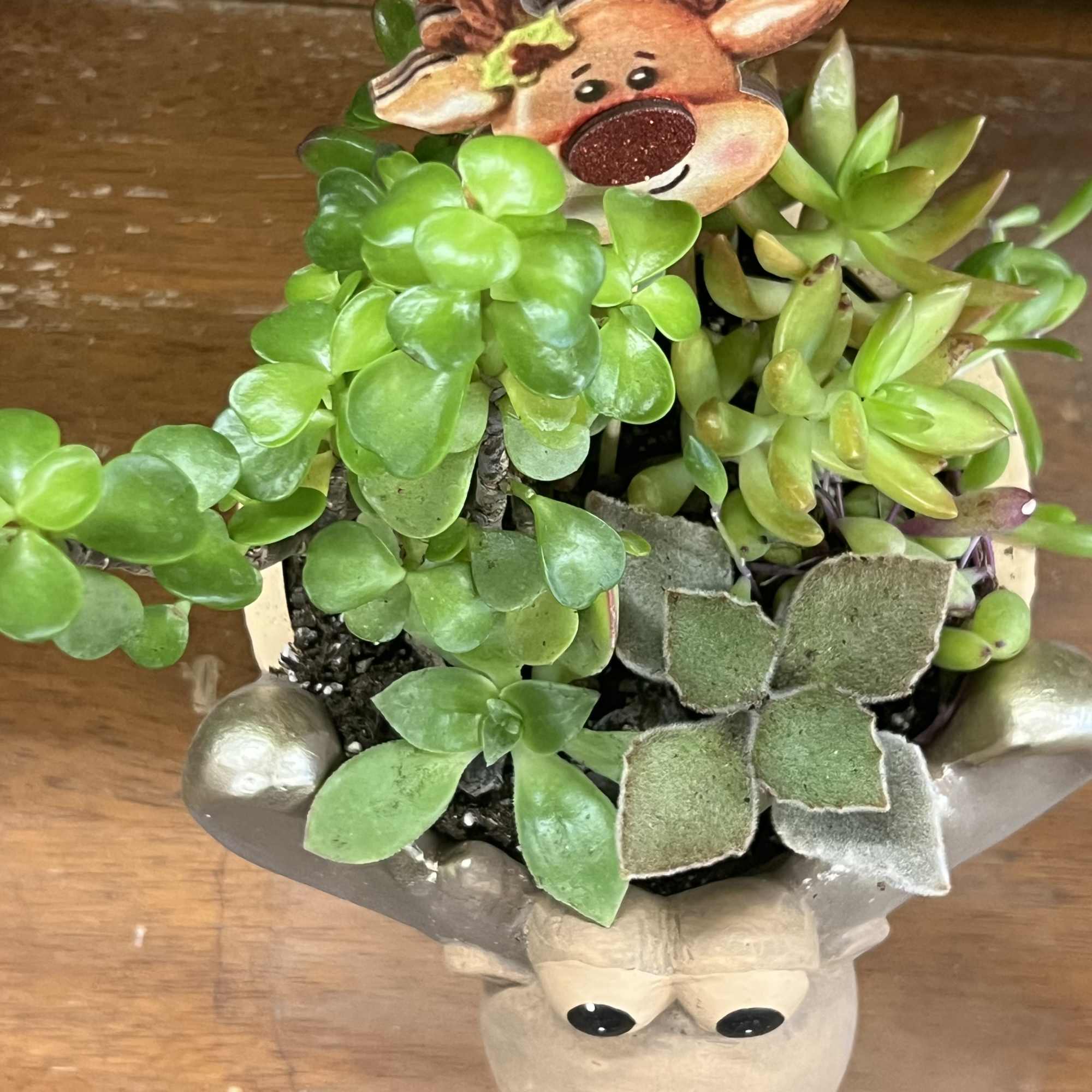 Whimsical moose planter with an assortment of succulents 