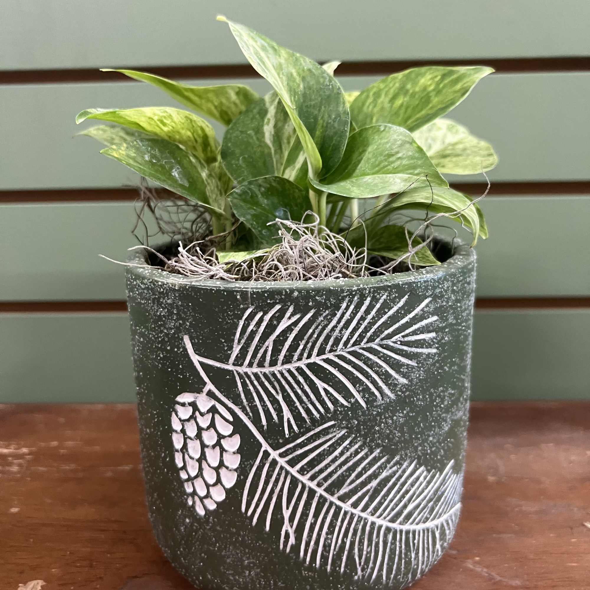 A 5 inch sturdy pathos in a ceramic pine themed container. Perfect