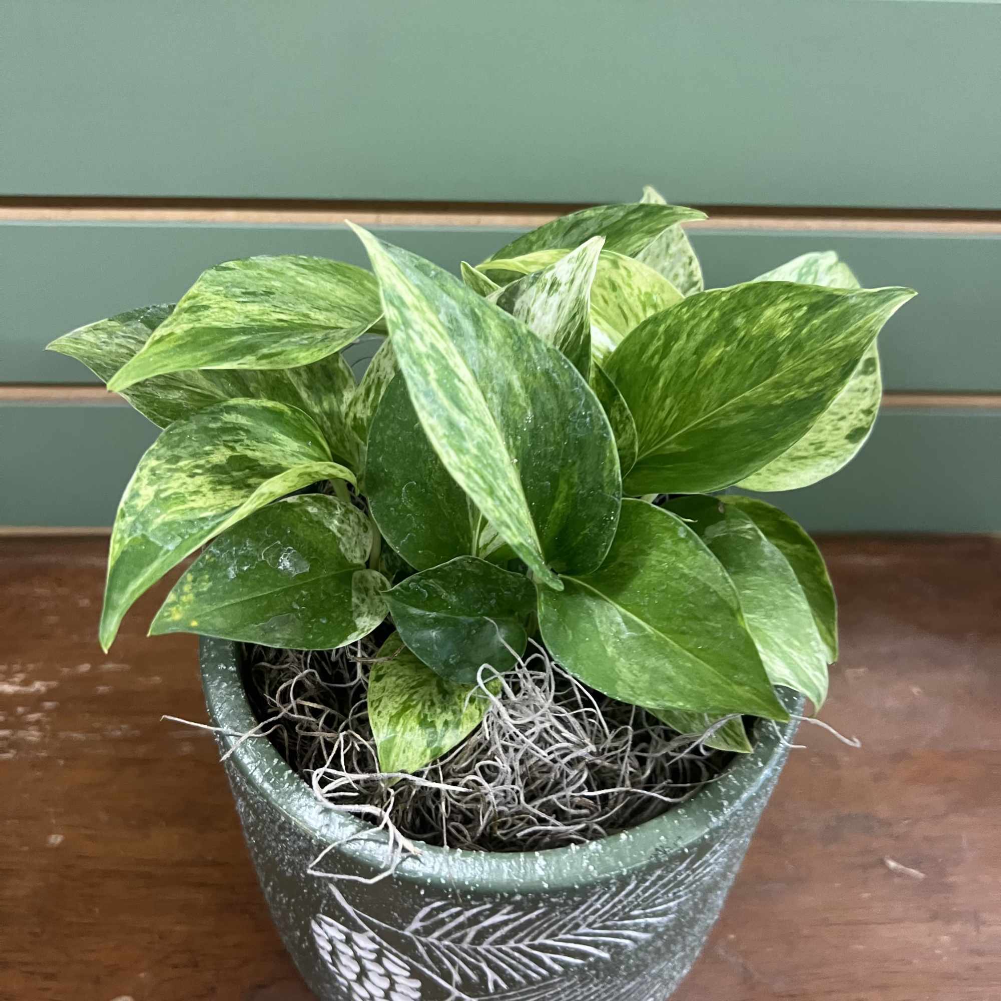 A 5 inch sturdy pathos in a ceramic pine themed container. Perfect