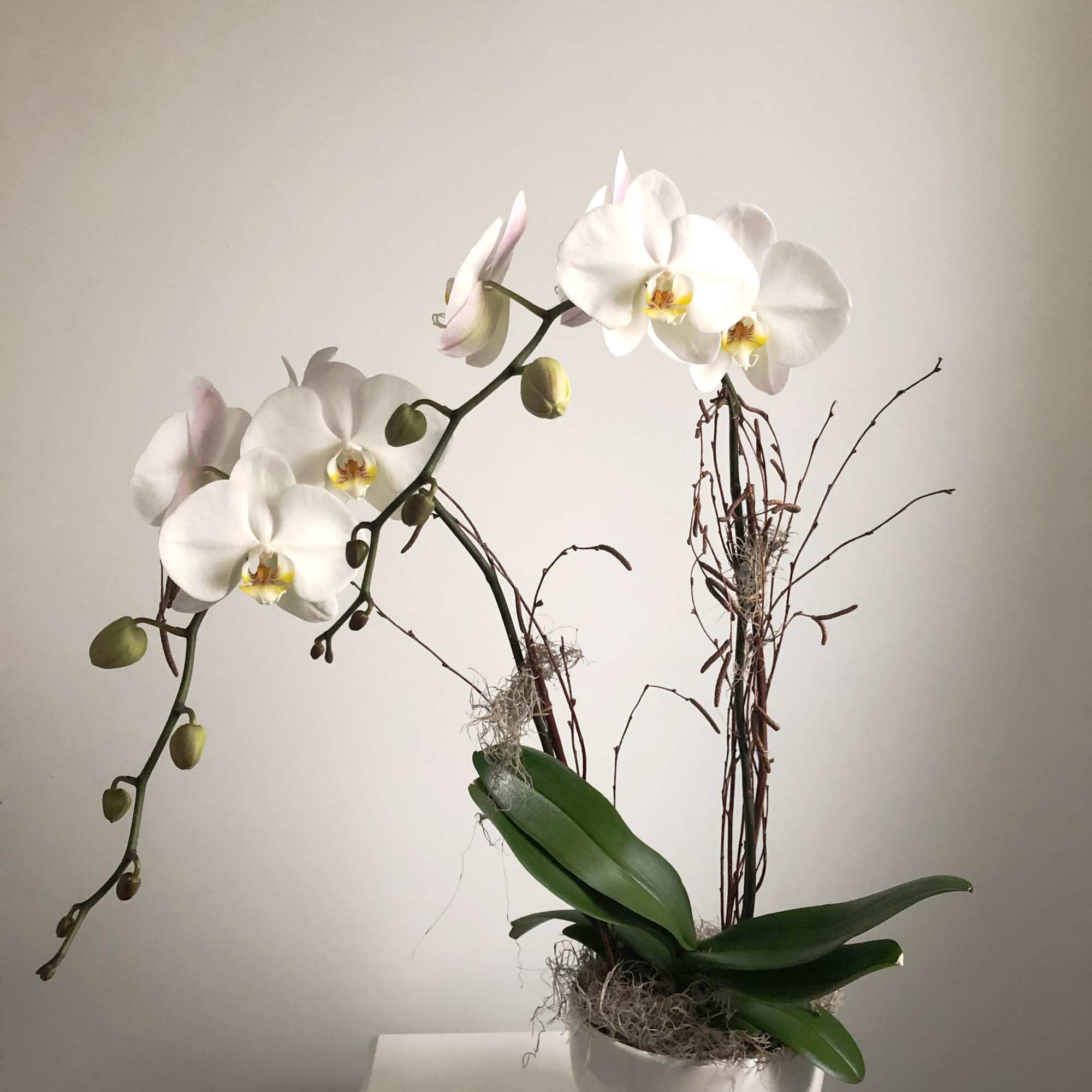 Beautiful and bold is this lady. Our Sophisticated Lady is a tall