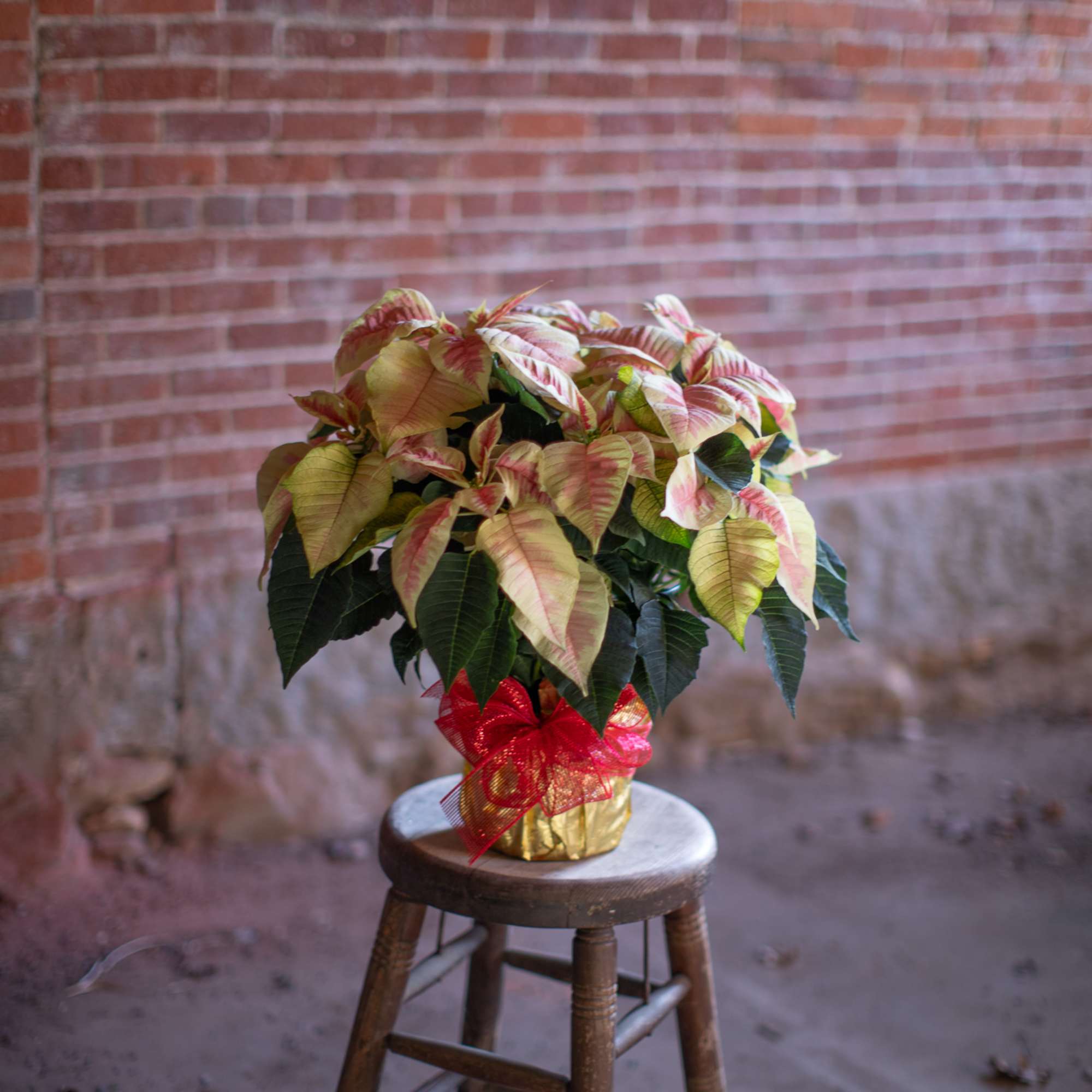 Traditional and pretty pink marbled poinsettia plant wrapped in a waterproof foil