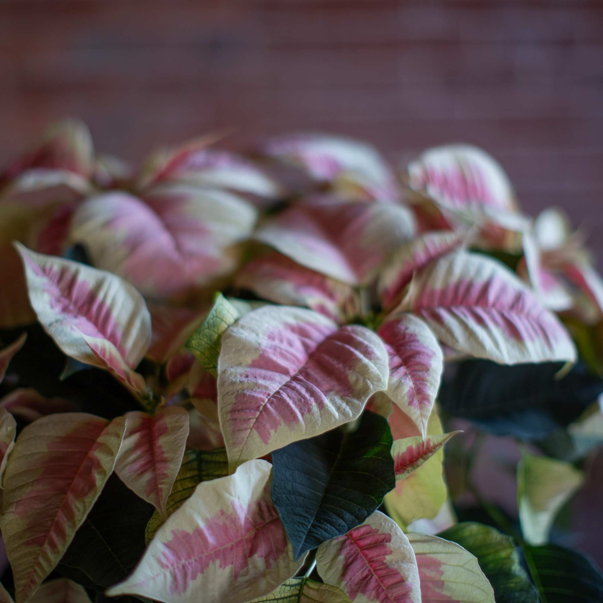 Traditional and pretty pink marbled poinsettia plant wrapped in a waterproof foil