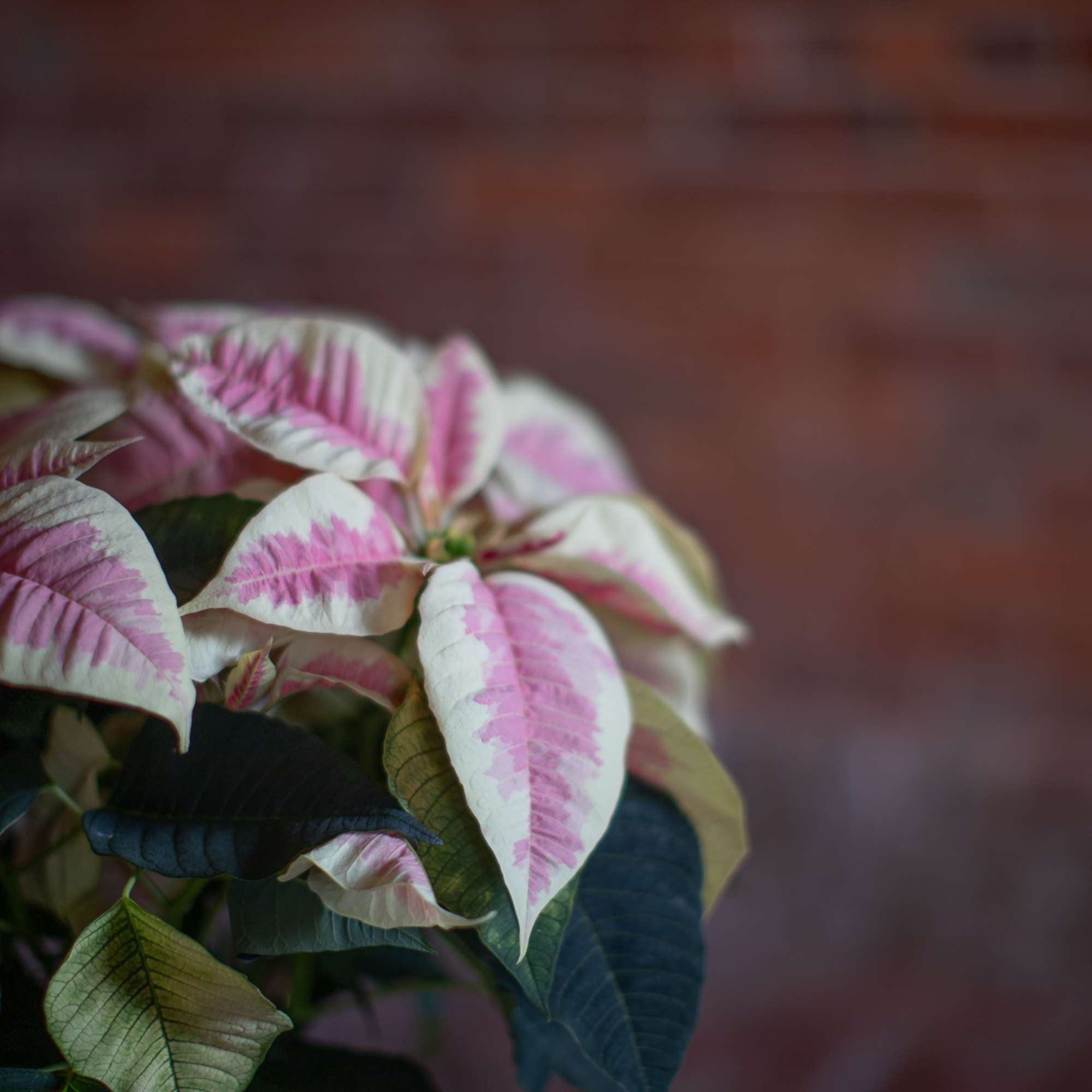 Traditional and pretty pink marbled poinsettia plant wrapped in a waterproof foil