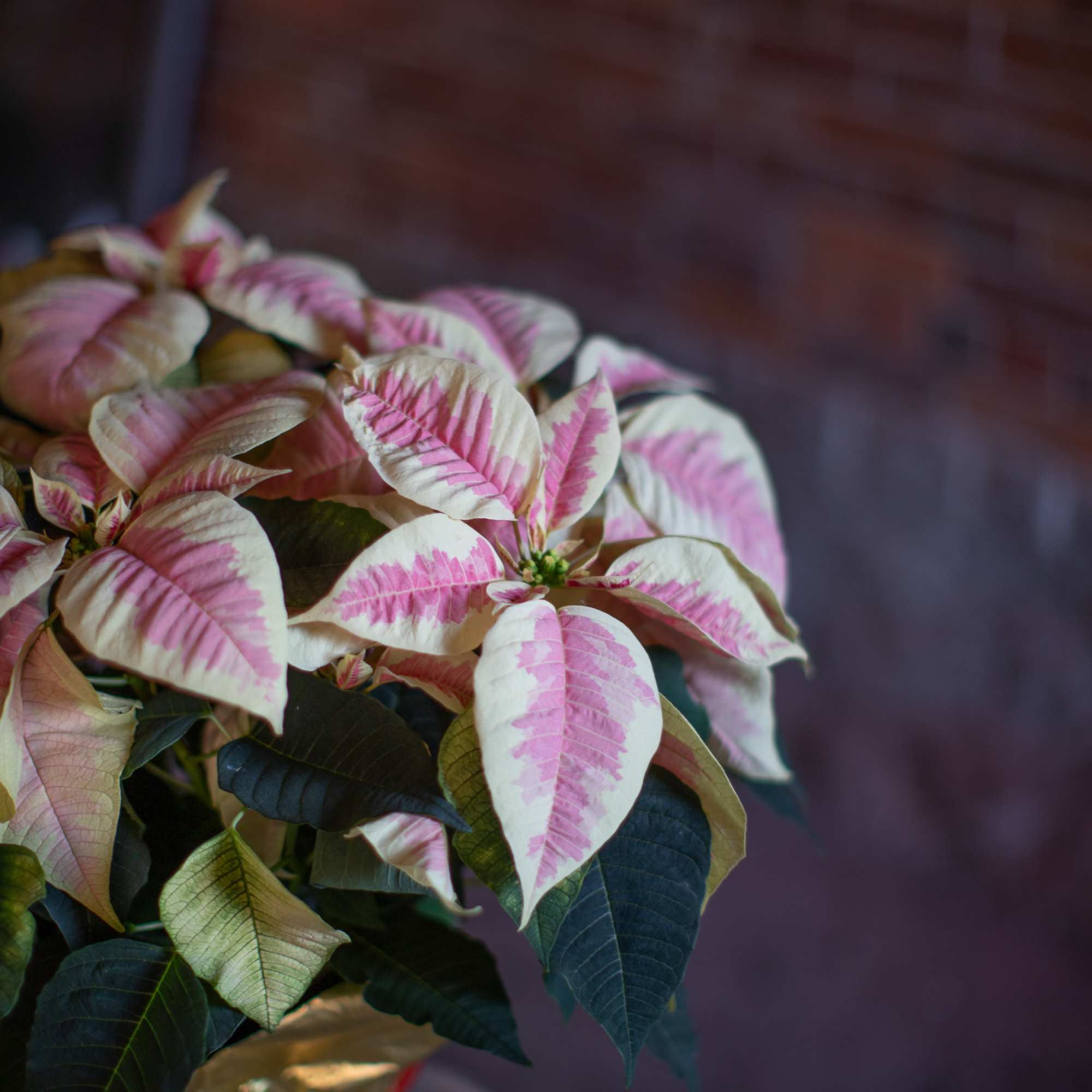 Traditional and pretty pink marbled poinsettia plant wrapped in a waterproof foil