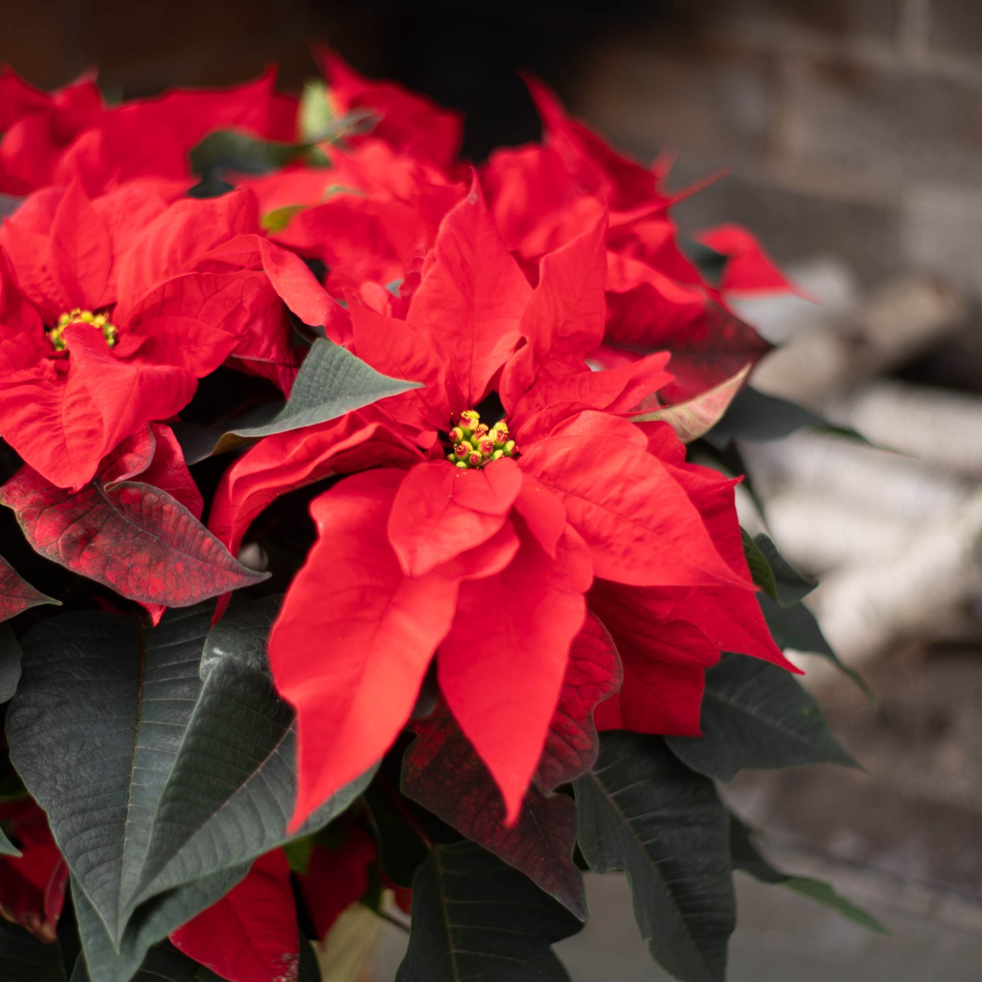 Beautiful decorated white poinsettia wrapped in a festive waterproof foil adorned with