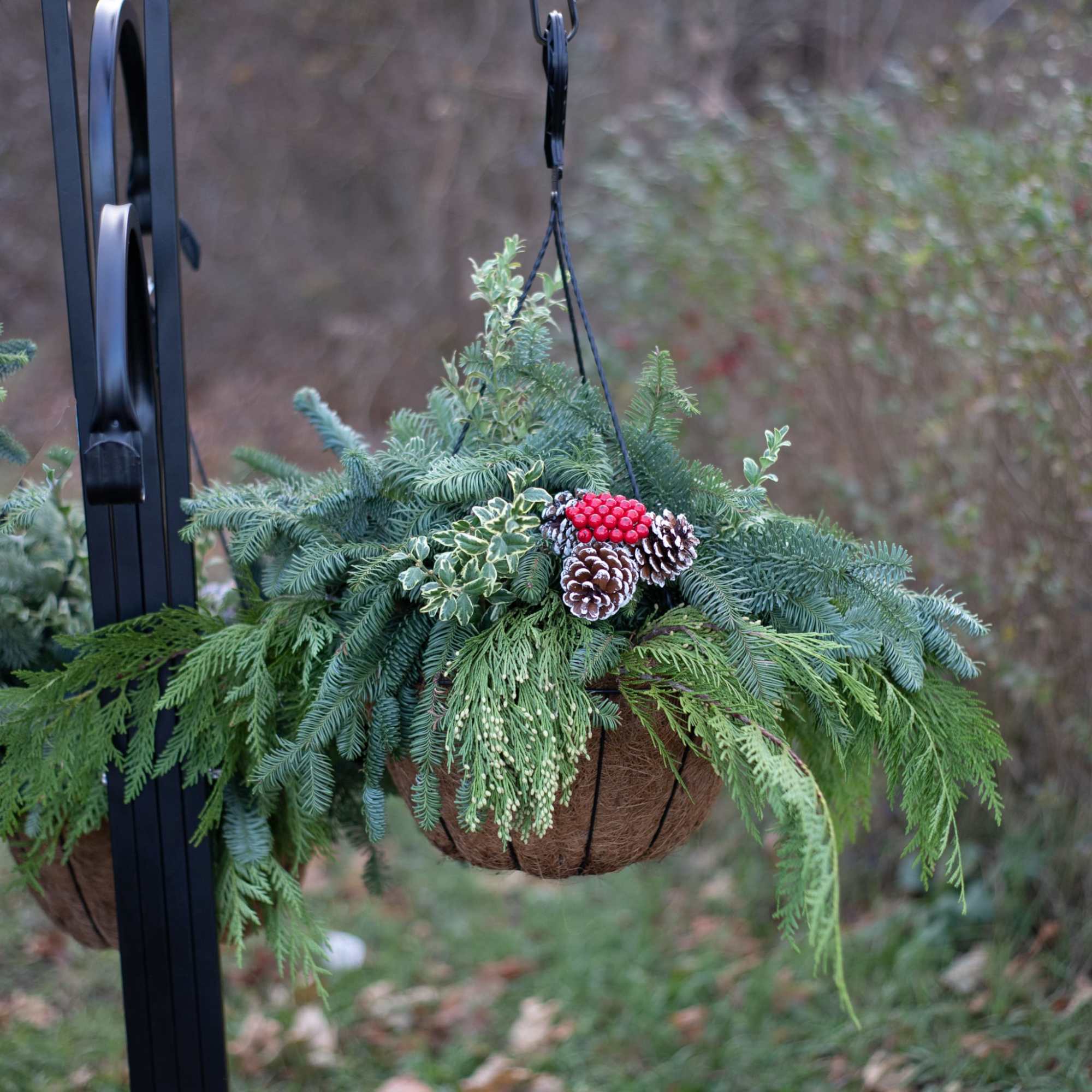 For those who love our mixed hanging annuals baskets, say hello to
