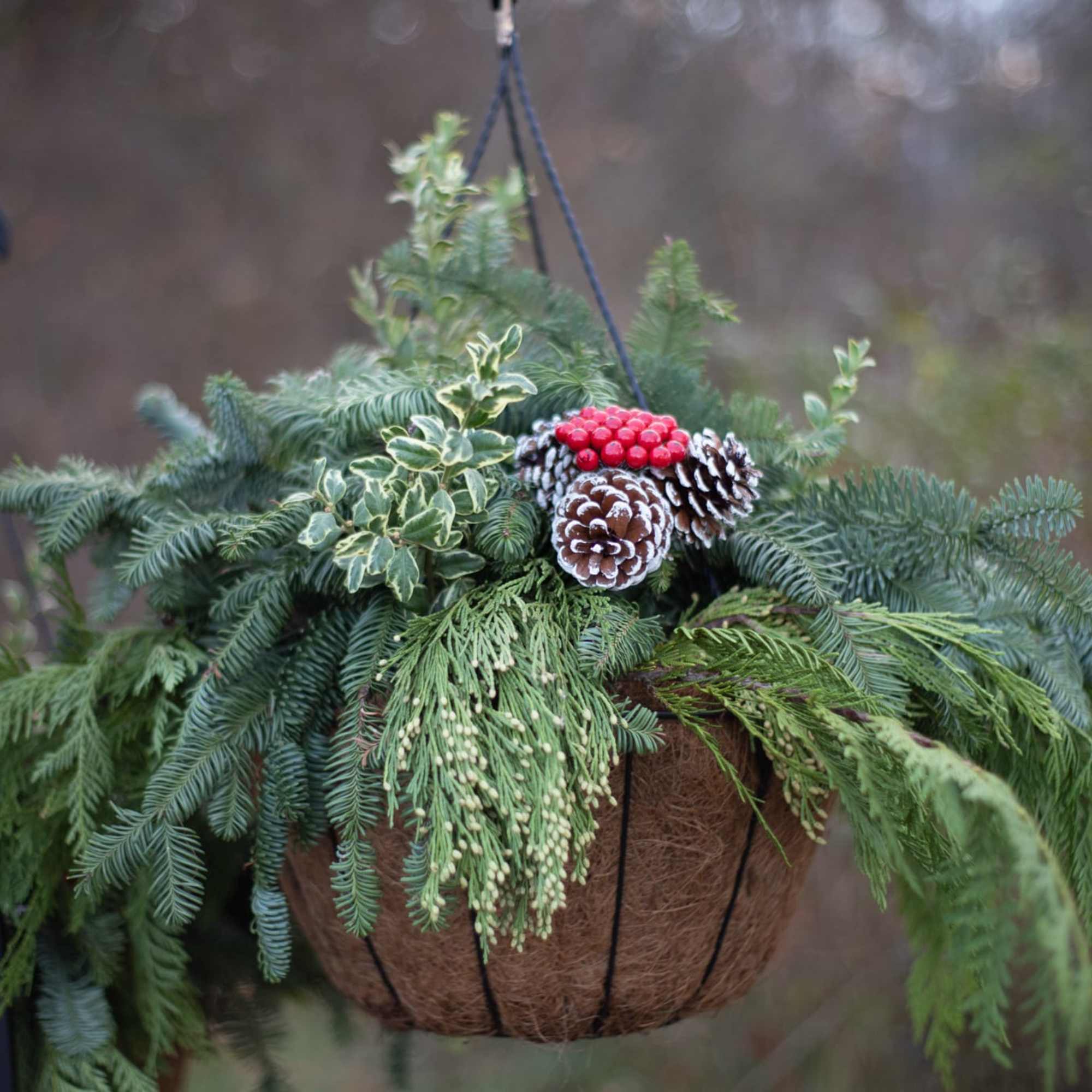 For those who love our mixed hanging annuals baskets, say hello to
