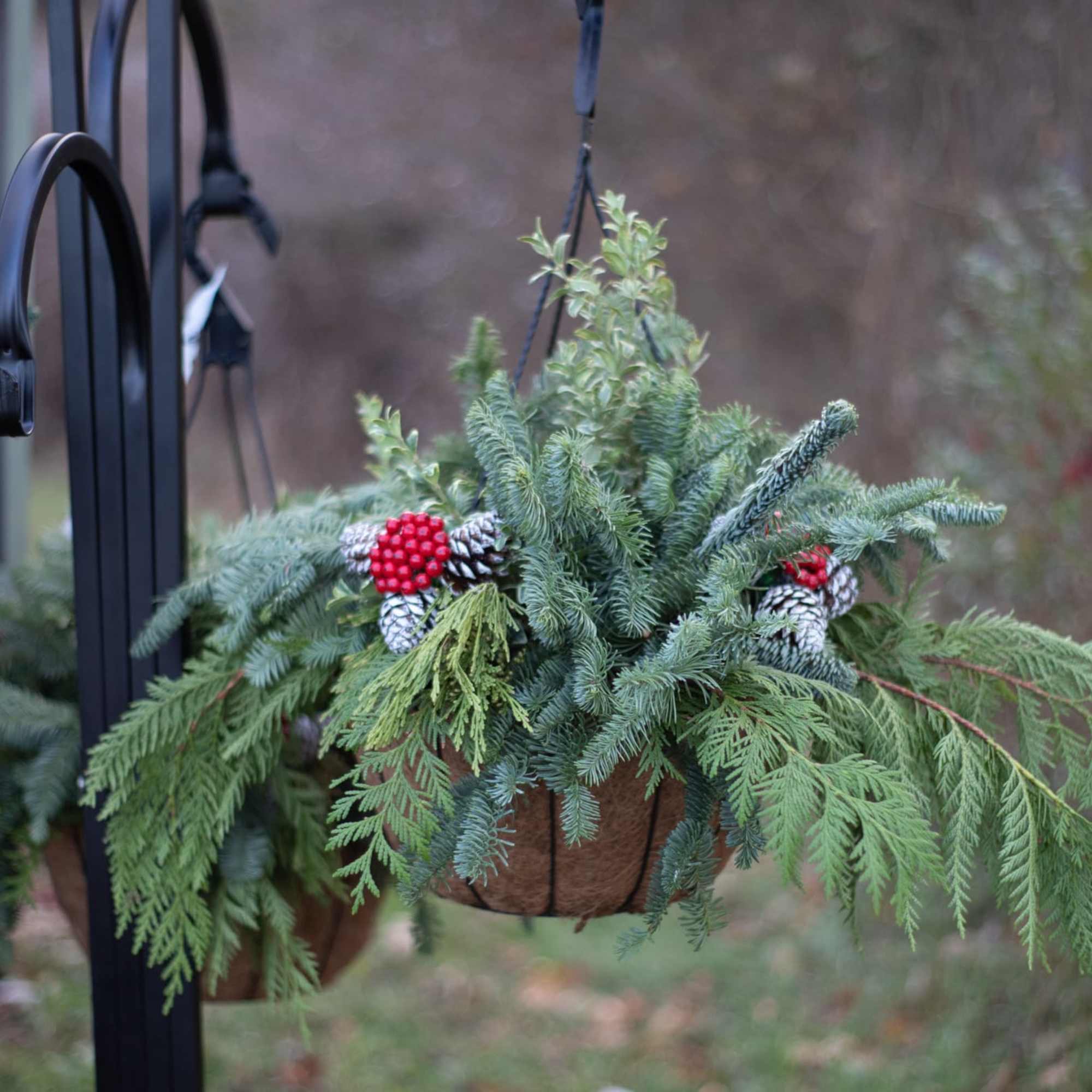 For those who love our mixed hanging annuals baskets, say hello to