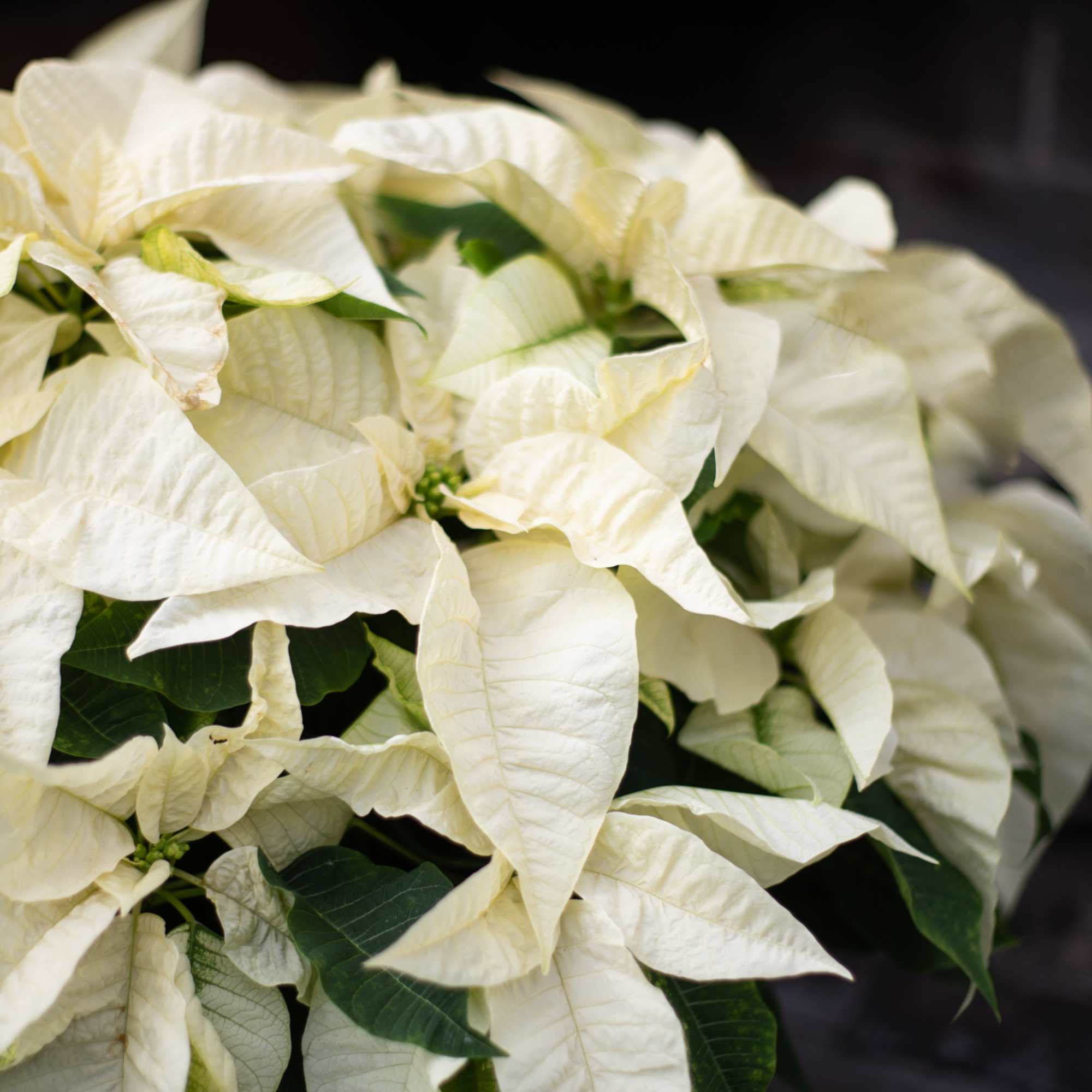 Traditional and pretty red poinsettia plant wrapped in a waterproof foil adorned