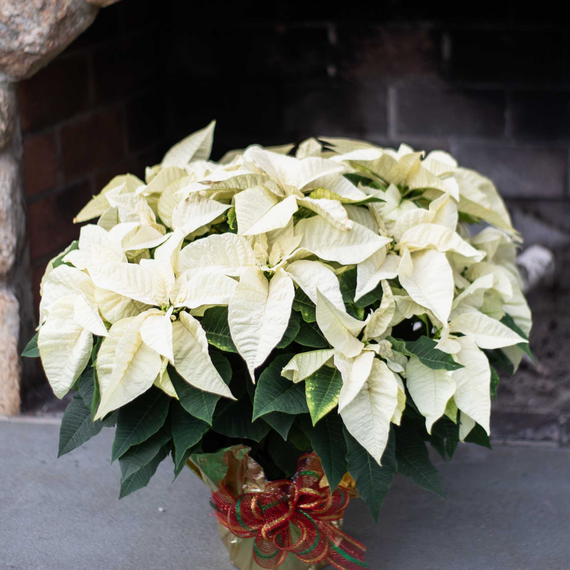 Traditional and pretty red poinsettia plant wrapped in a waterproof foil adorned
